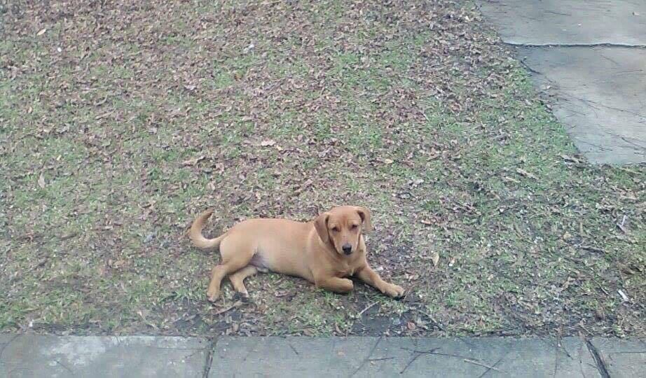 Gryffindog before: outside his previous owners home, where he sat for weeks waiting to be let back in. 