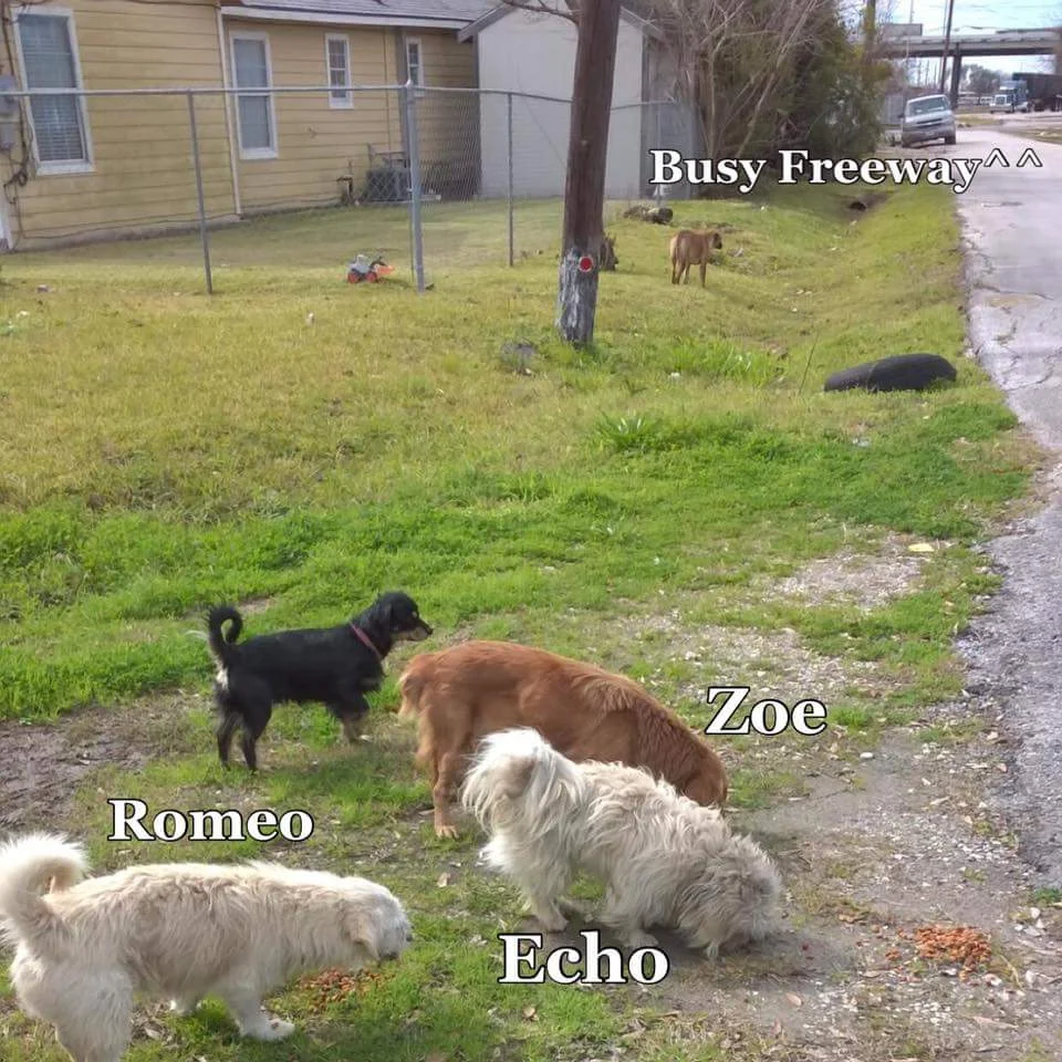 Echo before (front center).