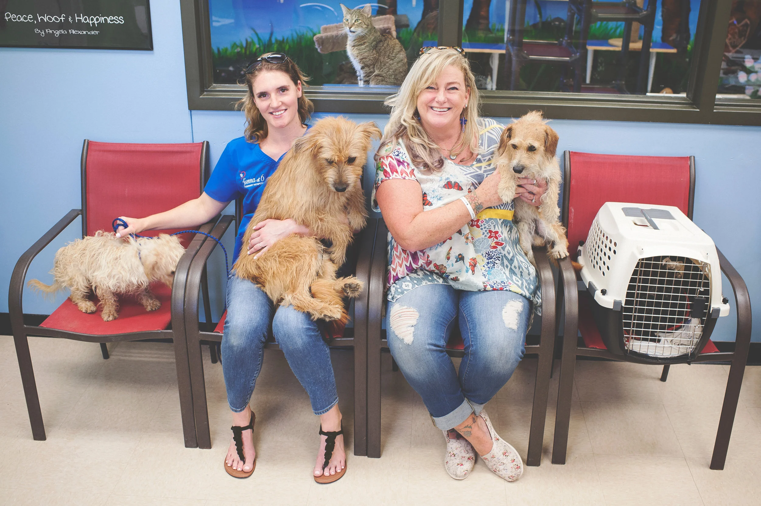From left to right: Arthur, Melissa, Fielder, Darci, Dudley Do-Right (now Alfie), and Tango (in kennel).