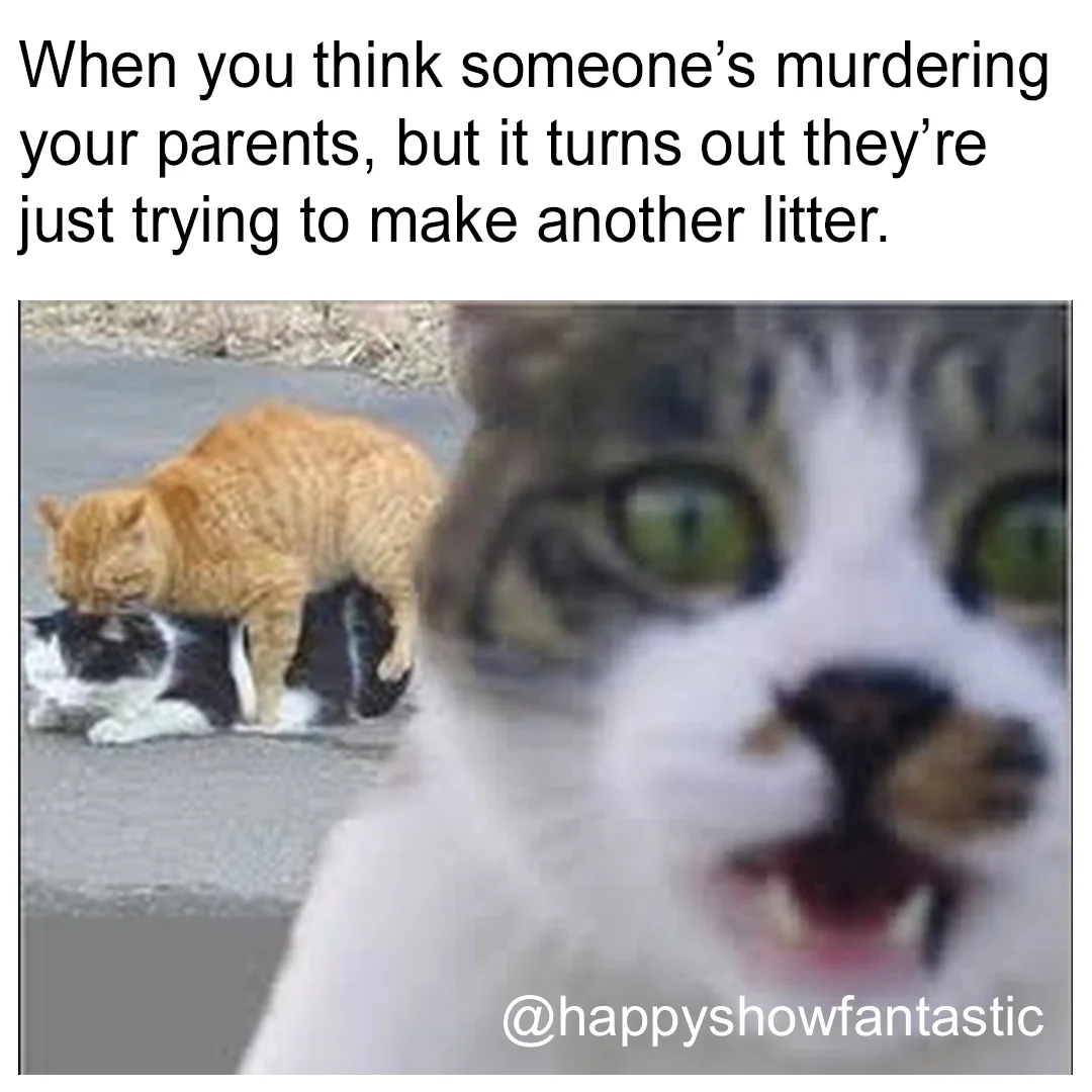 Another Kitty Litter