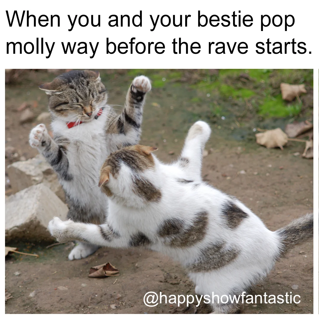 Cat Molly