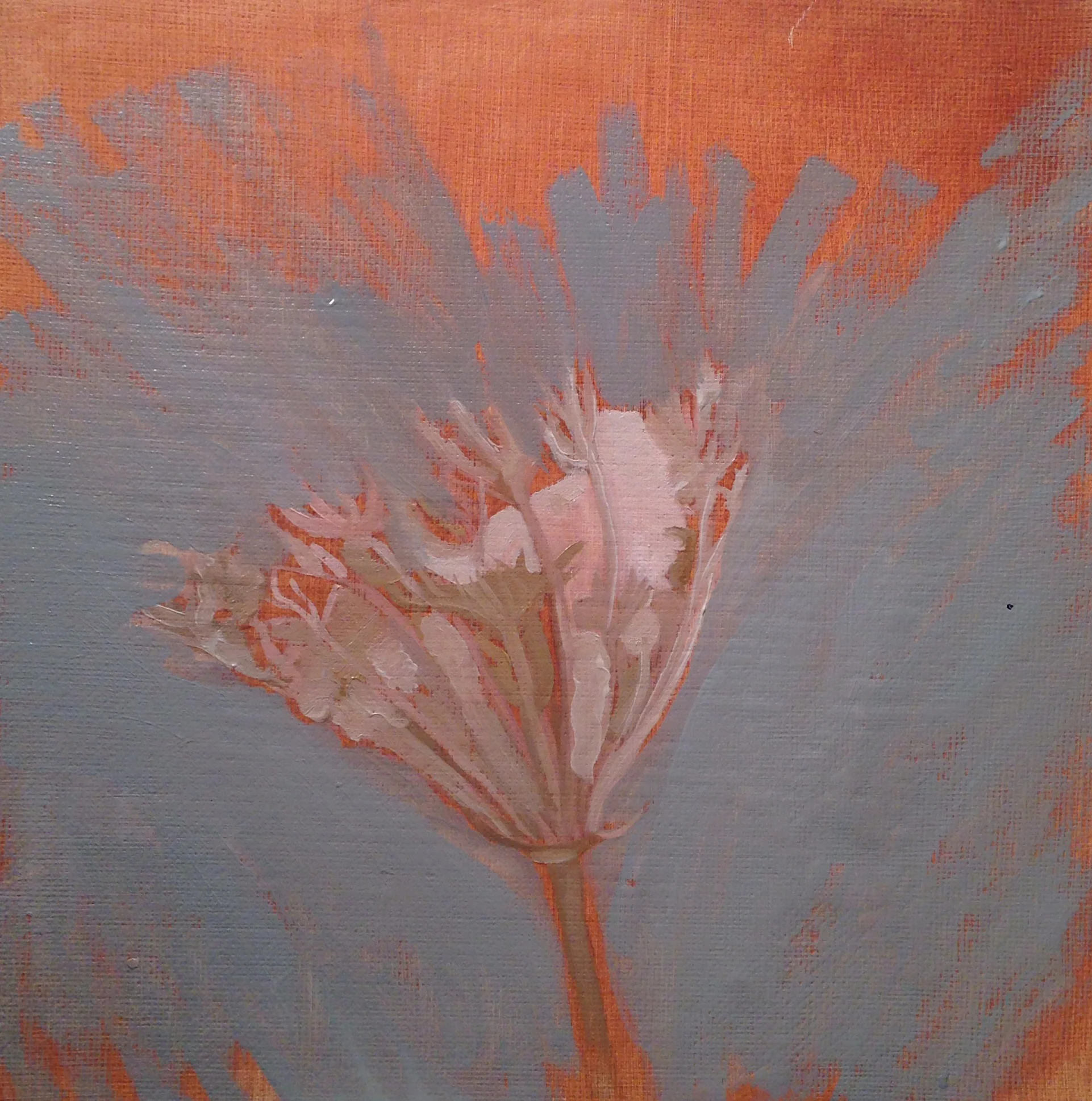 Queen Anne's Lace.jpg