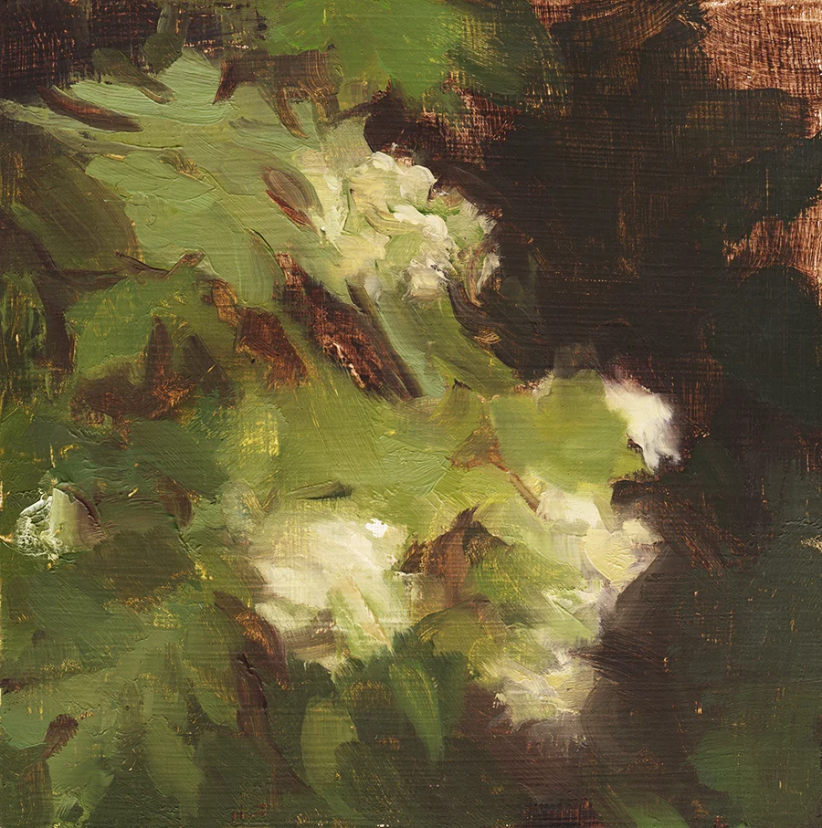 Hydrengea After the Rain.jpg