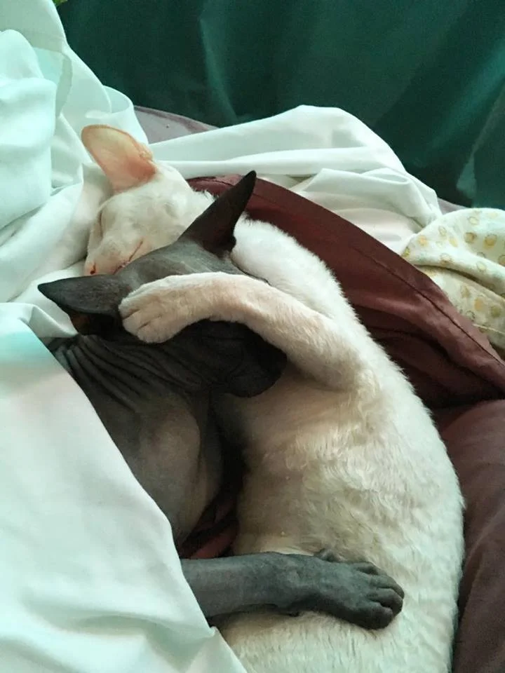 but they aren't fooling anyone. #Catsablanca