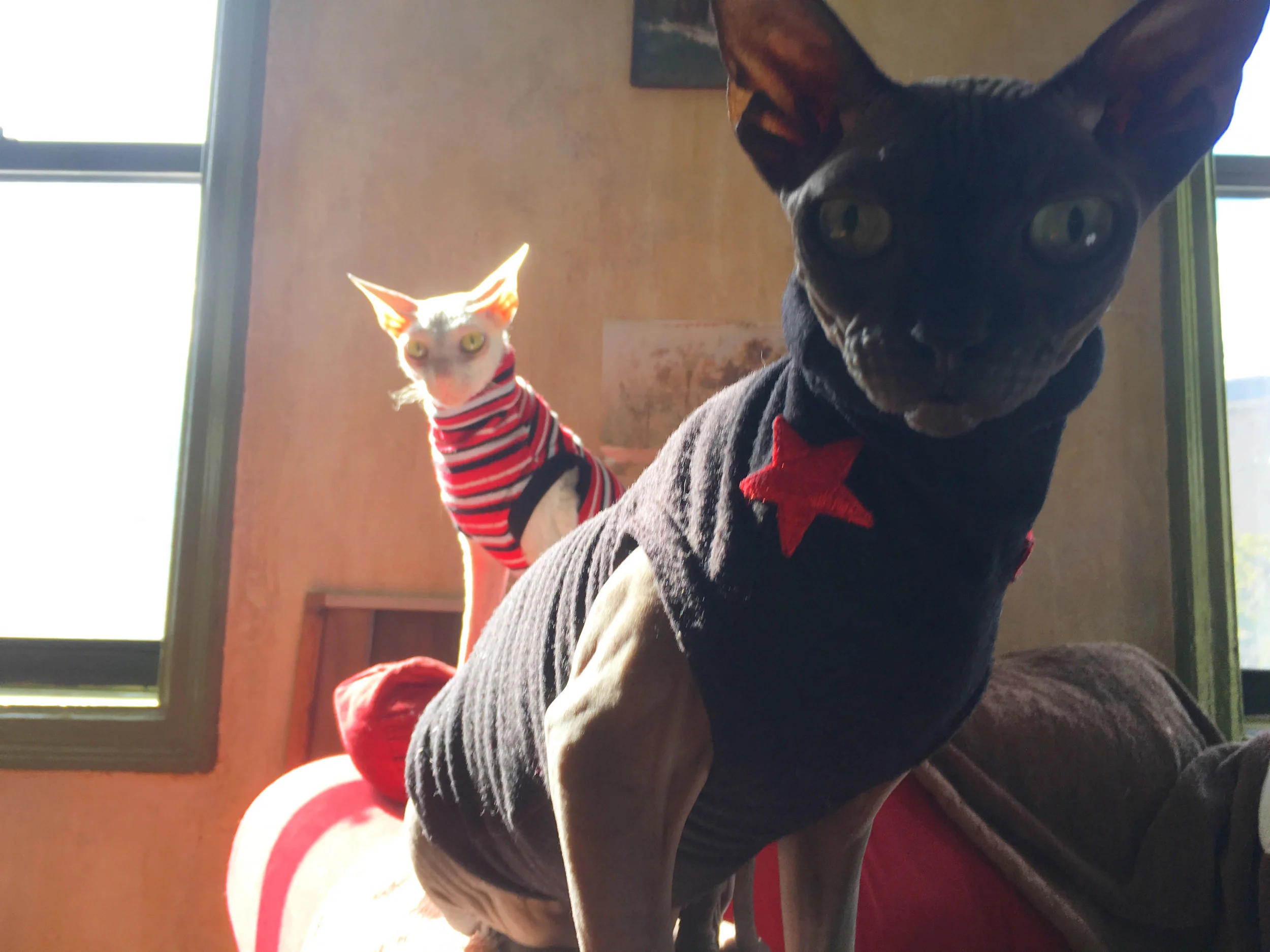 The Dynamic Duo. #cats4cats