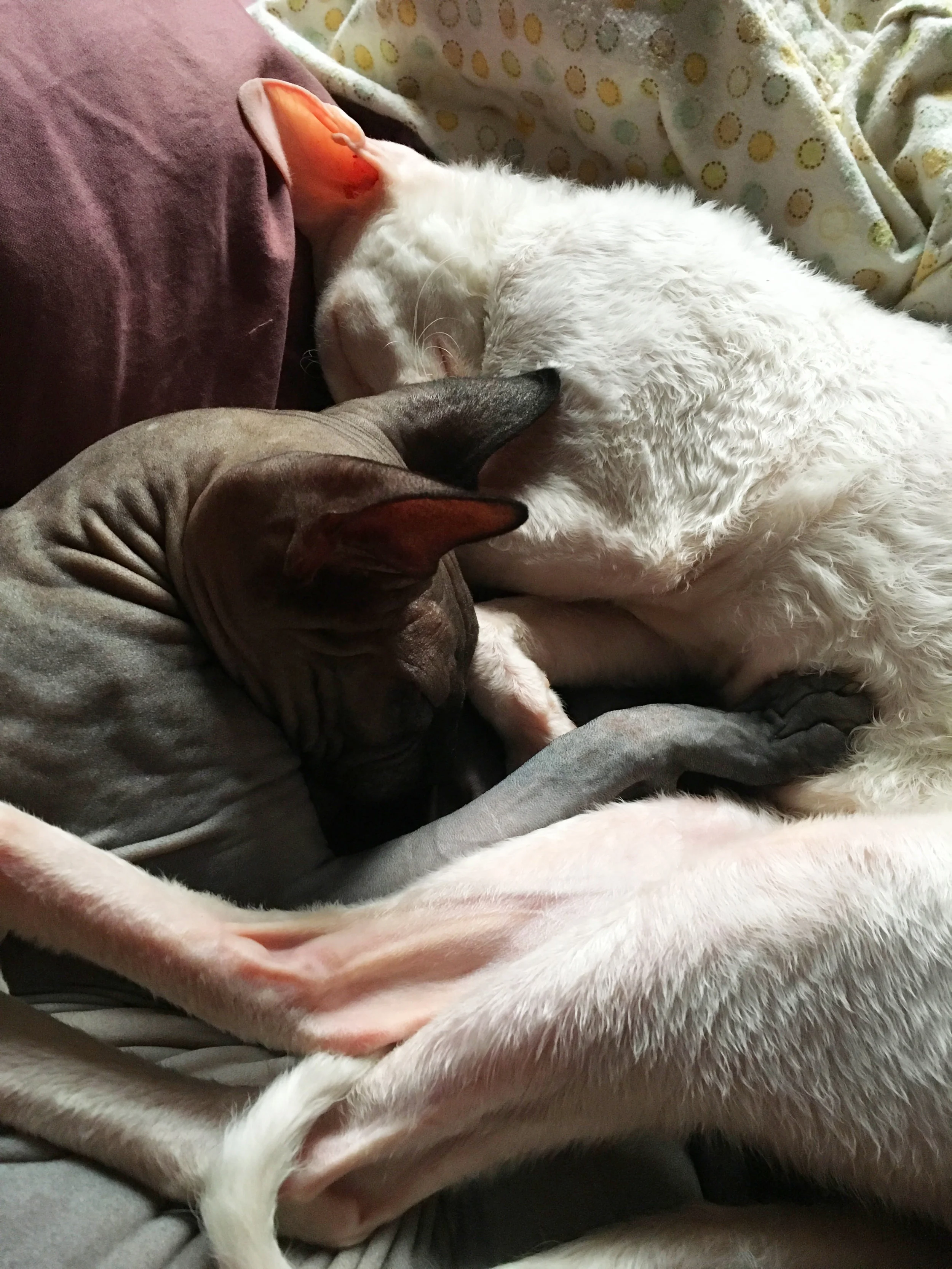 Gratuitous cat photo. #Catsablanca #cats4cats