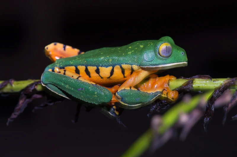 Cruziohyla (Agalychnis) calcarifer ó Rana de hoja rayada