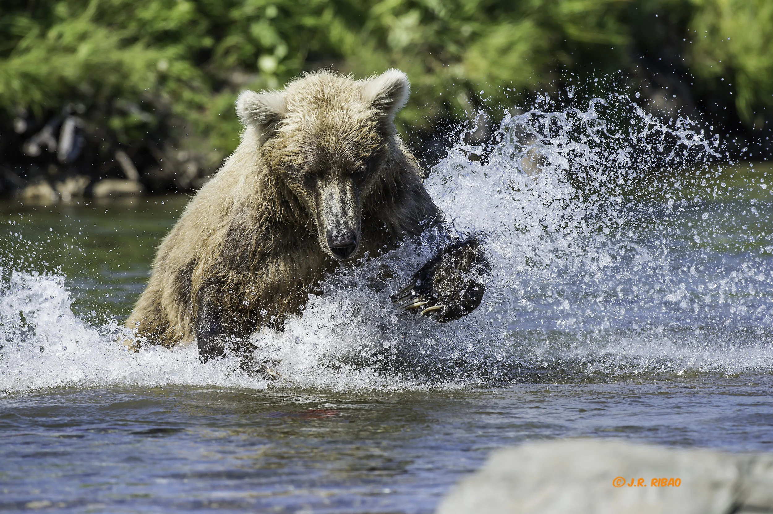 A mi, personalmente me sobrecogía cuando el oso se tiraba a por un salmon