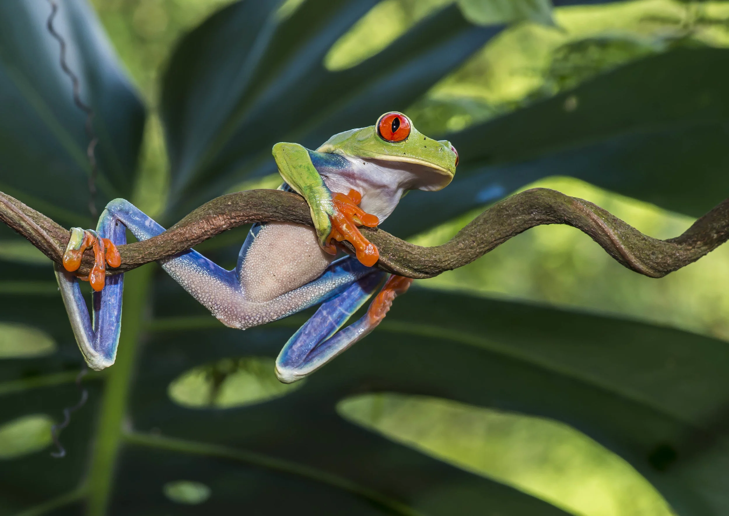 Agalychnis calidry as ó Rana de hoja de ojos rojos