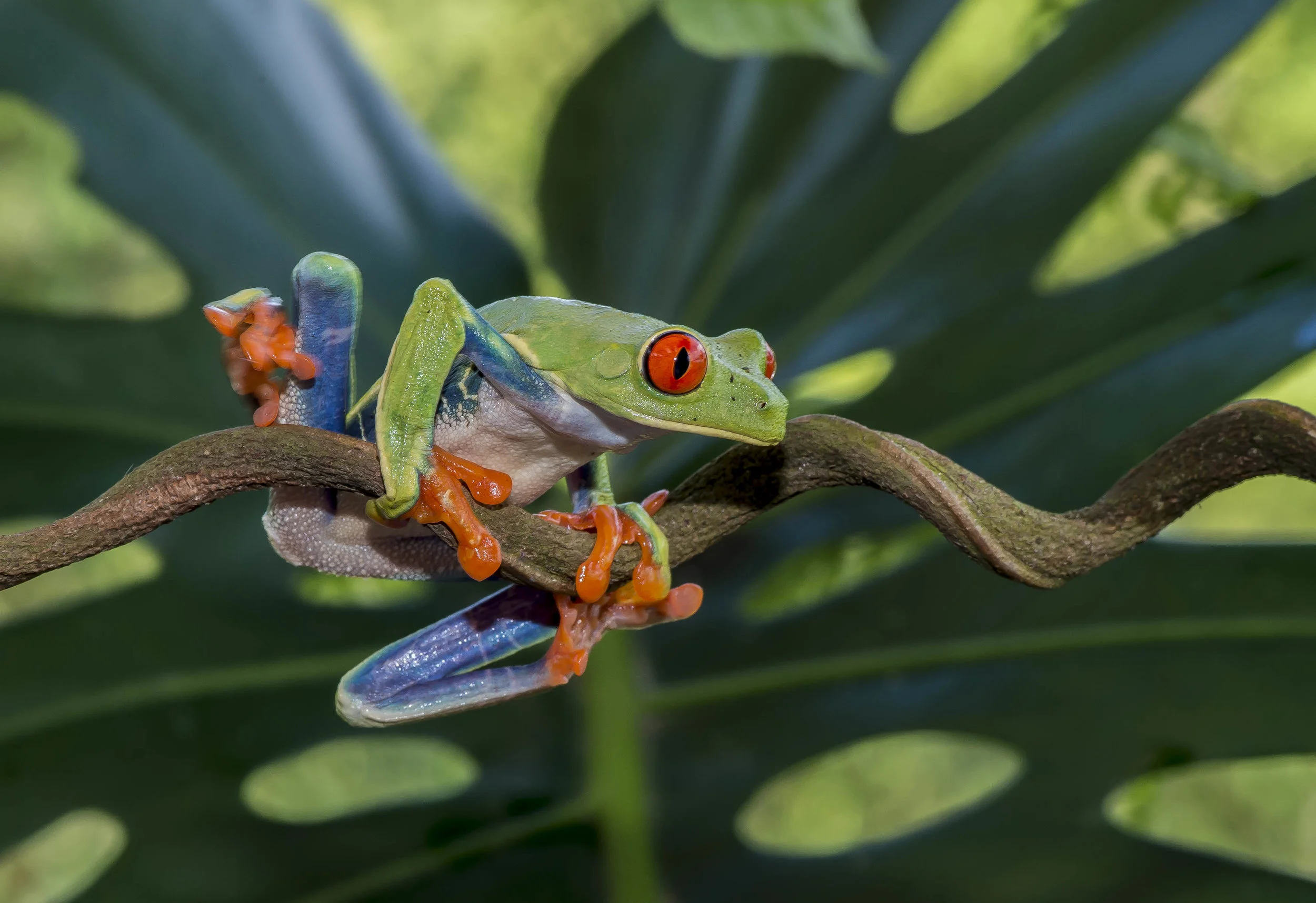 Agalychnis calidry as ó Rana de hoja de ojos rojos