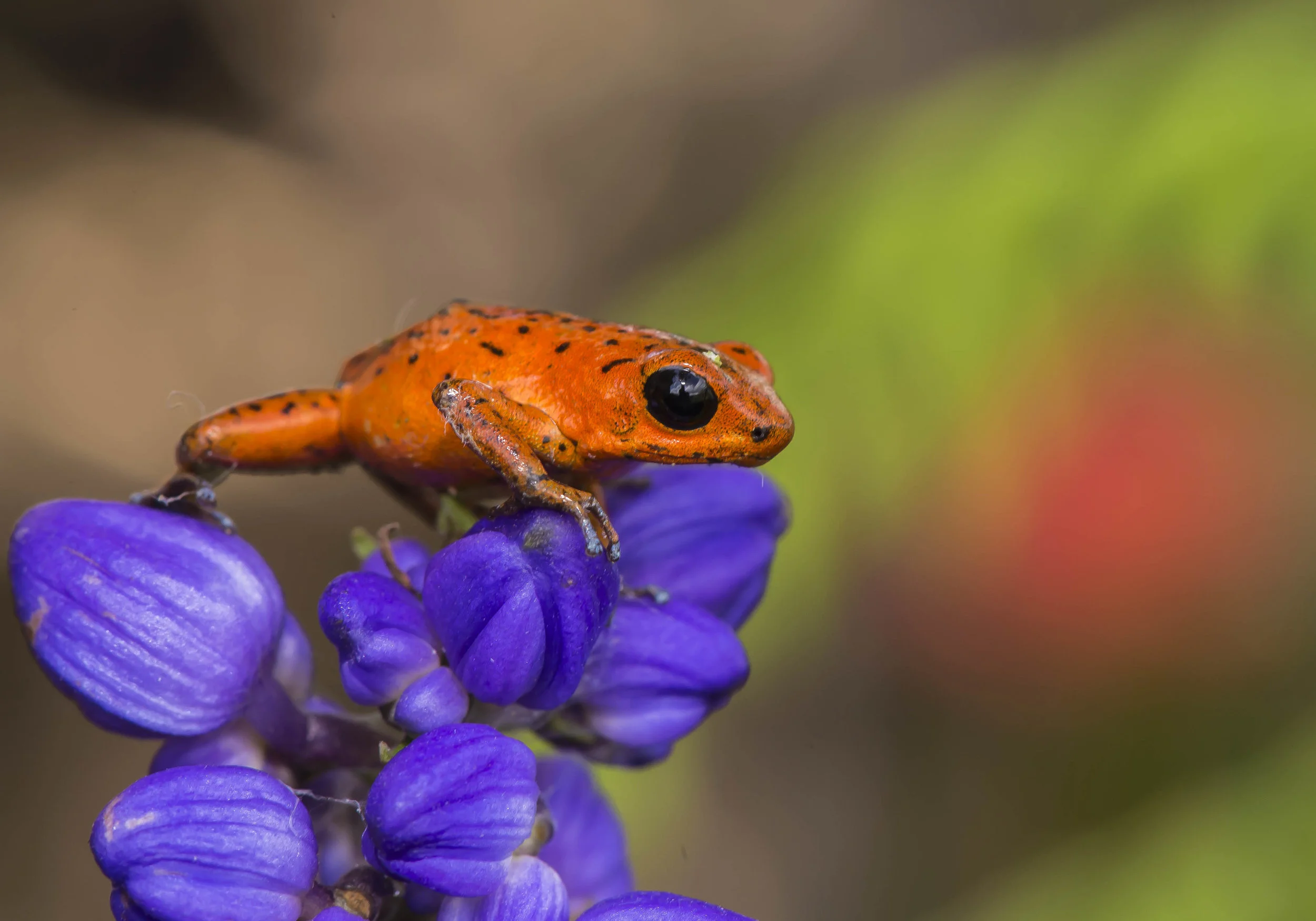 Oophaga (Dendrobates) pumilio ó Rana venenosa roja