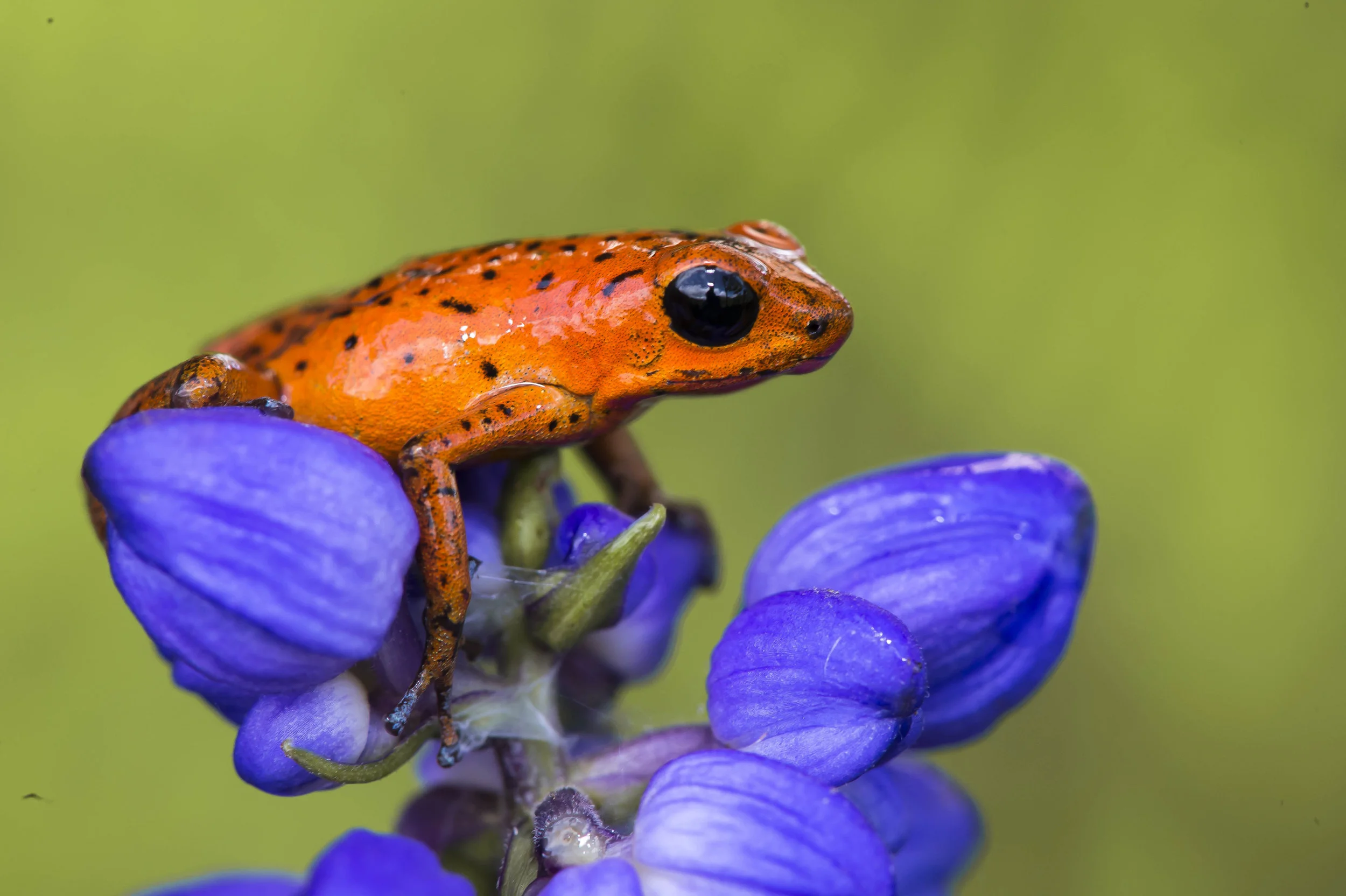 Oophaga (Dendrobates) pumilio ó Rana venenosa roja