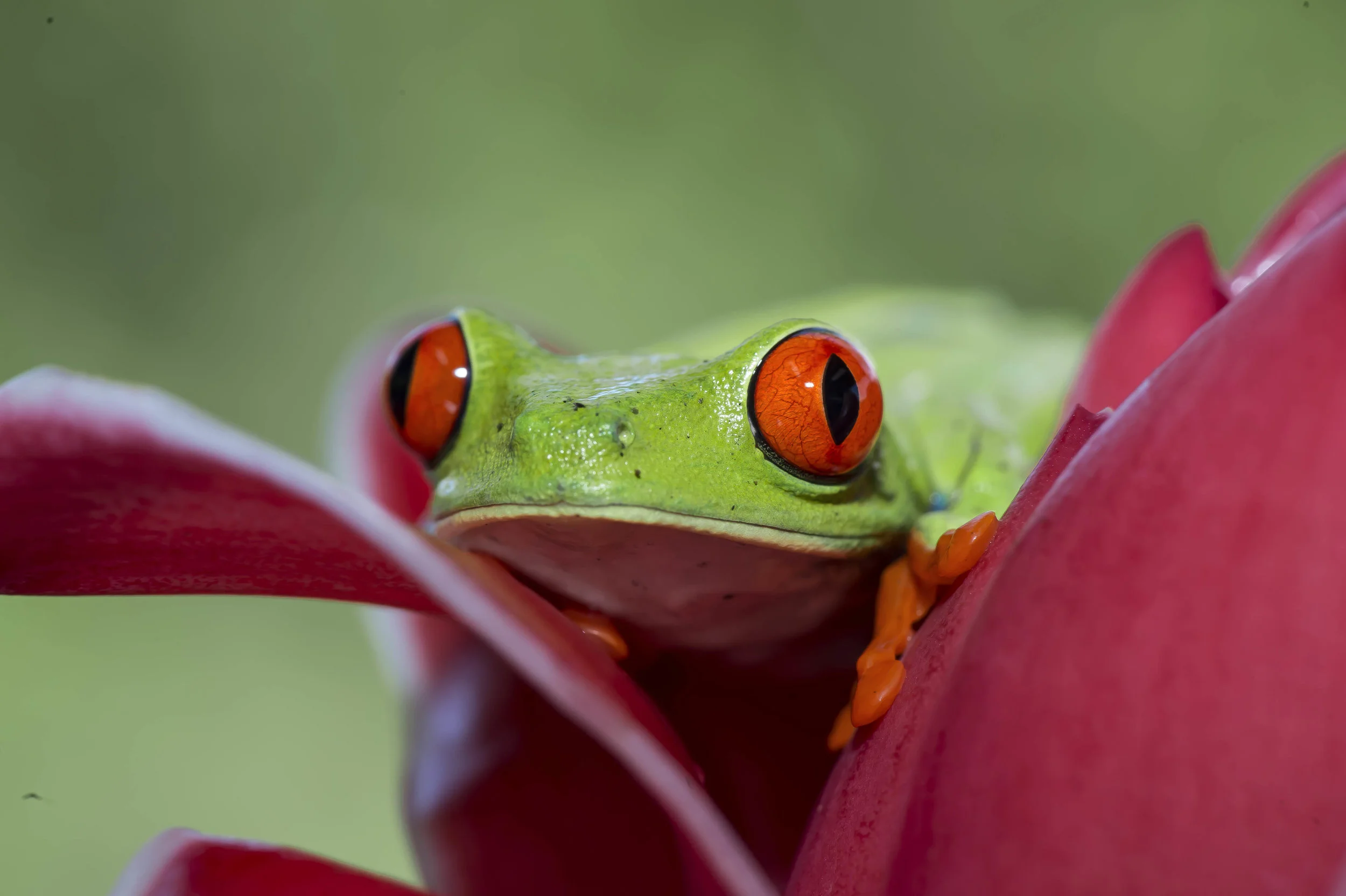 Agalychnis calidry as ó Rana de hoja de ojos rojos
