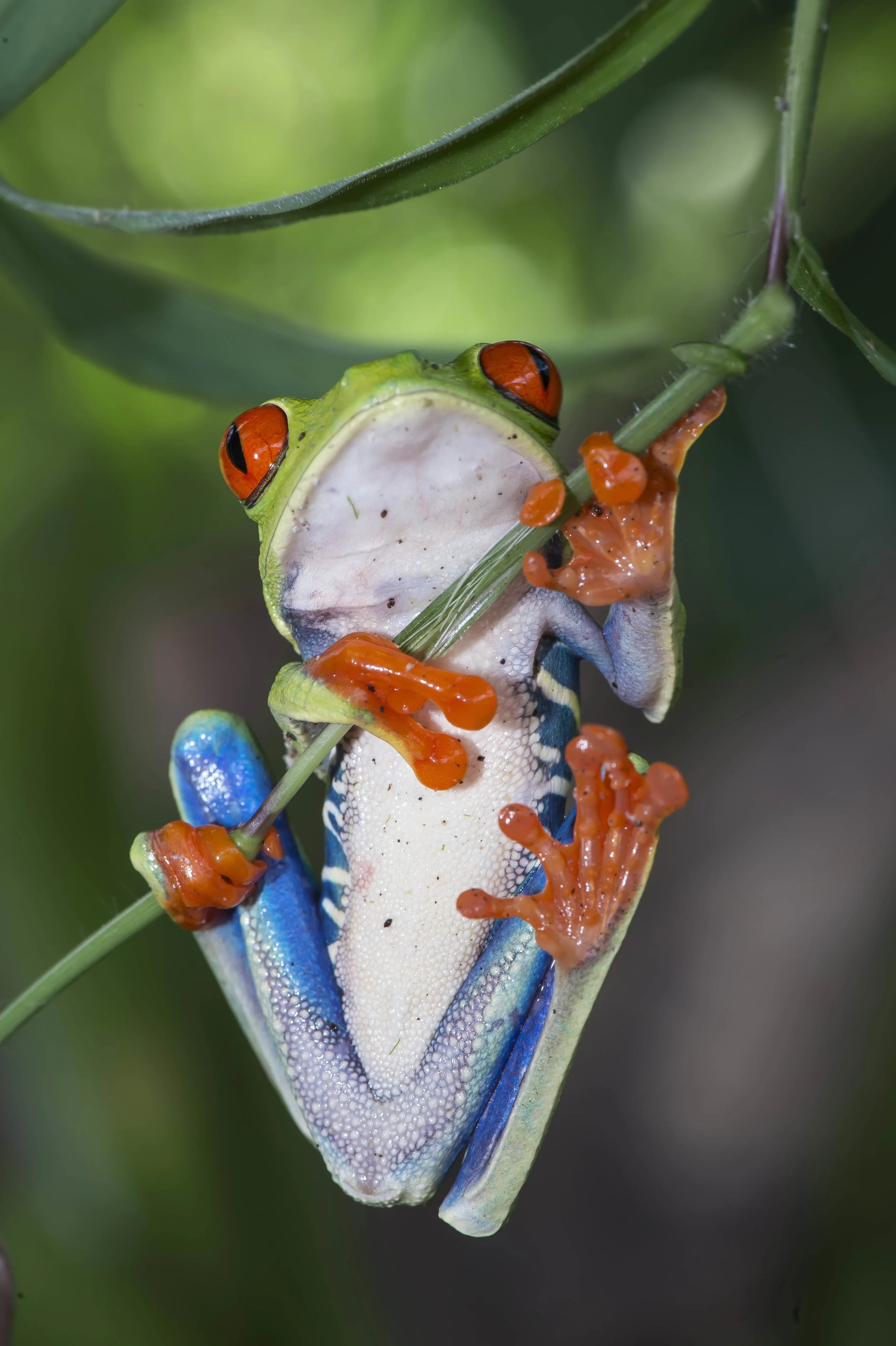 Agalychnis calidry as ó Rana de hoja de ojos rojos