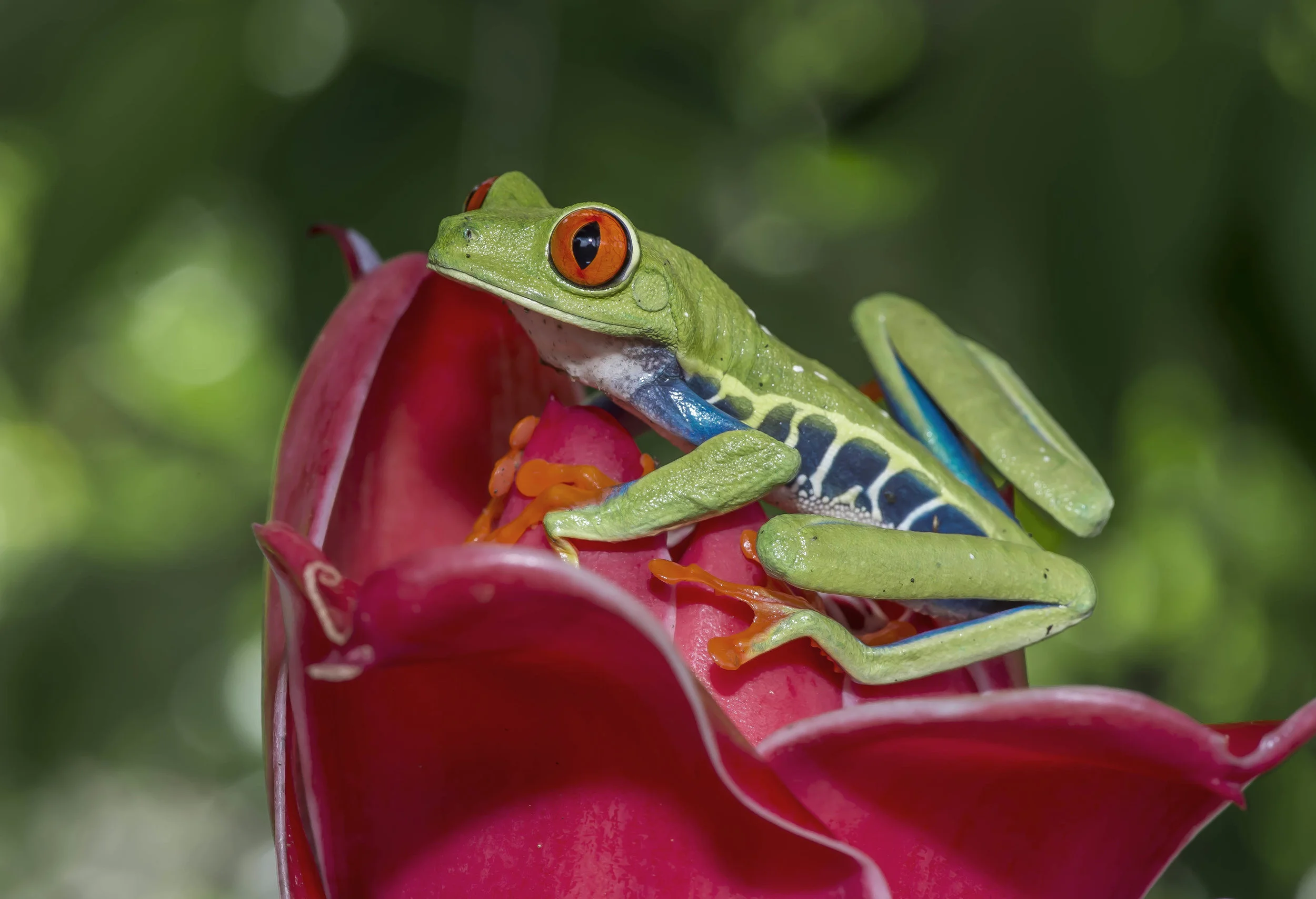 Agalychnis calidry as ó Rana de hoja de ojos rojos