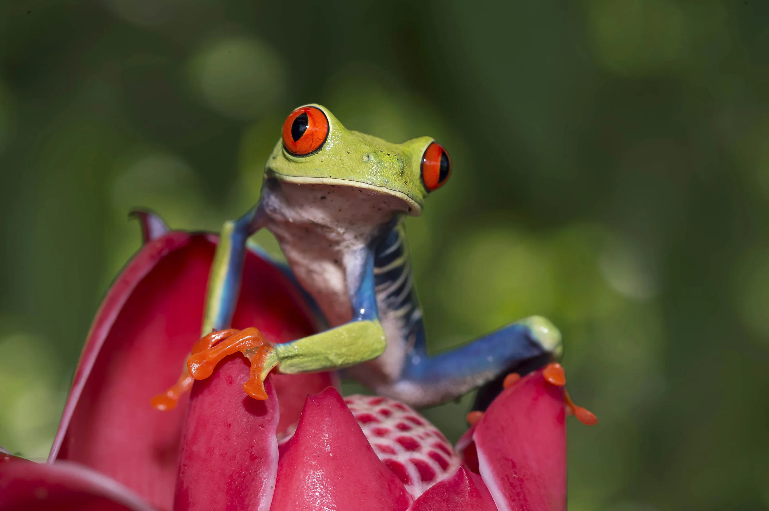 Agalychnis calidry as ó Rana de hoja de ojos rojos