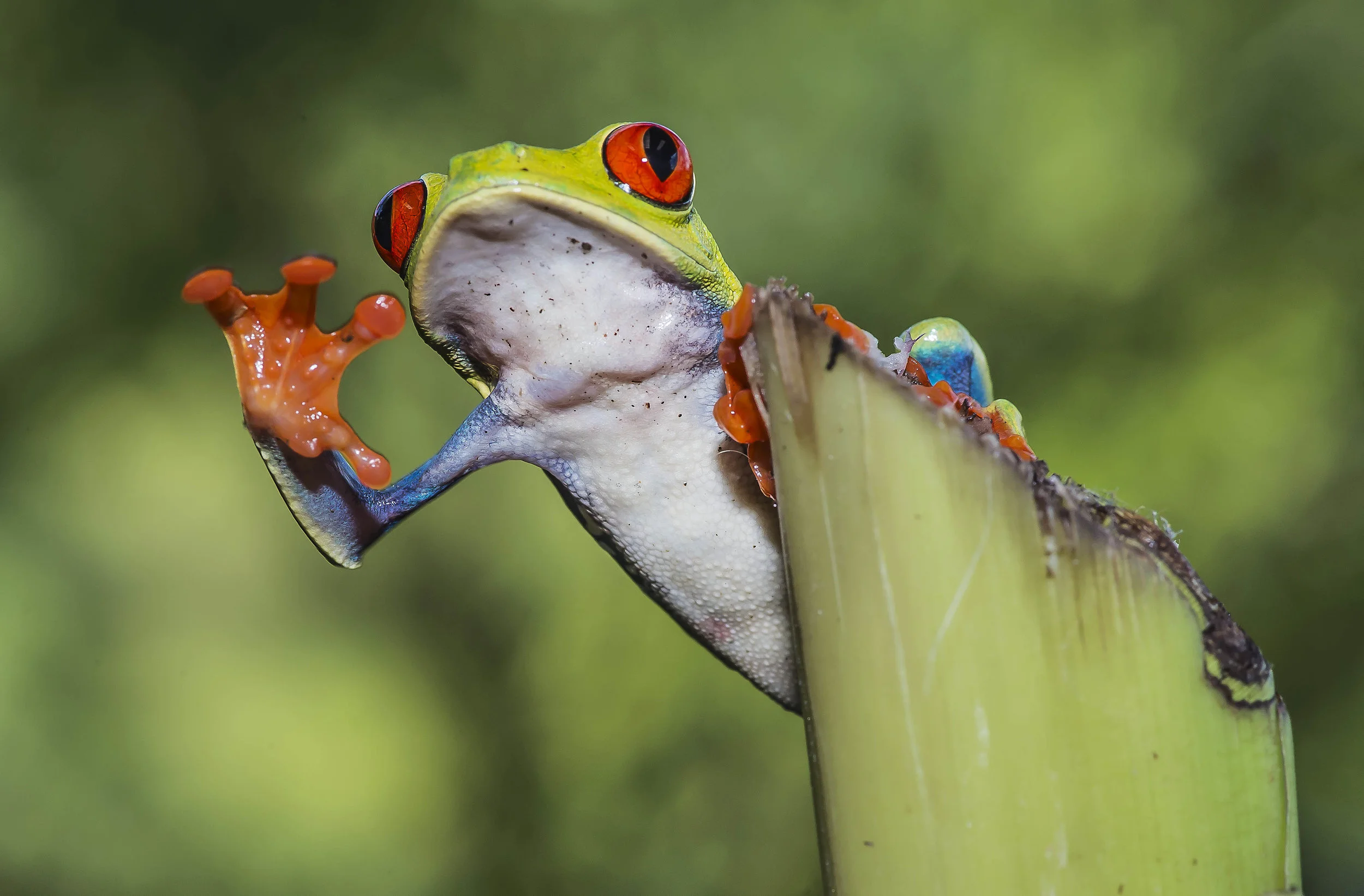 Agalychnis calidry as ó Rana de hoja de ojos rojos