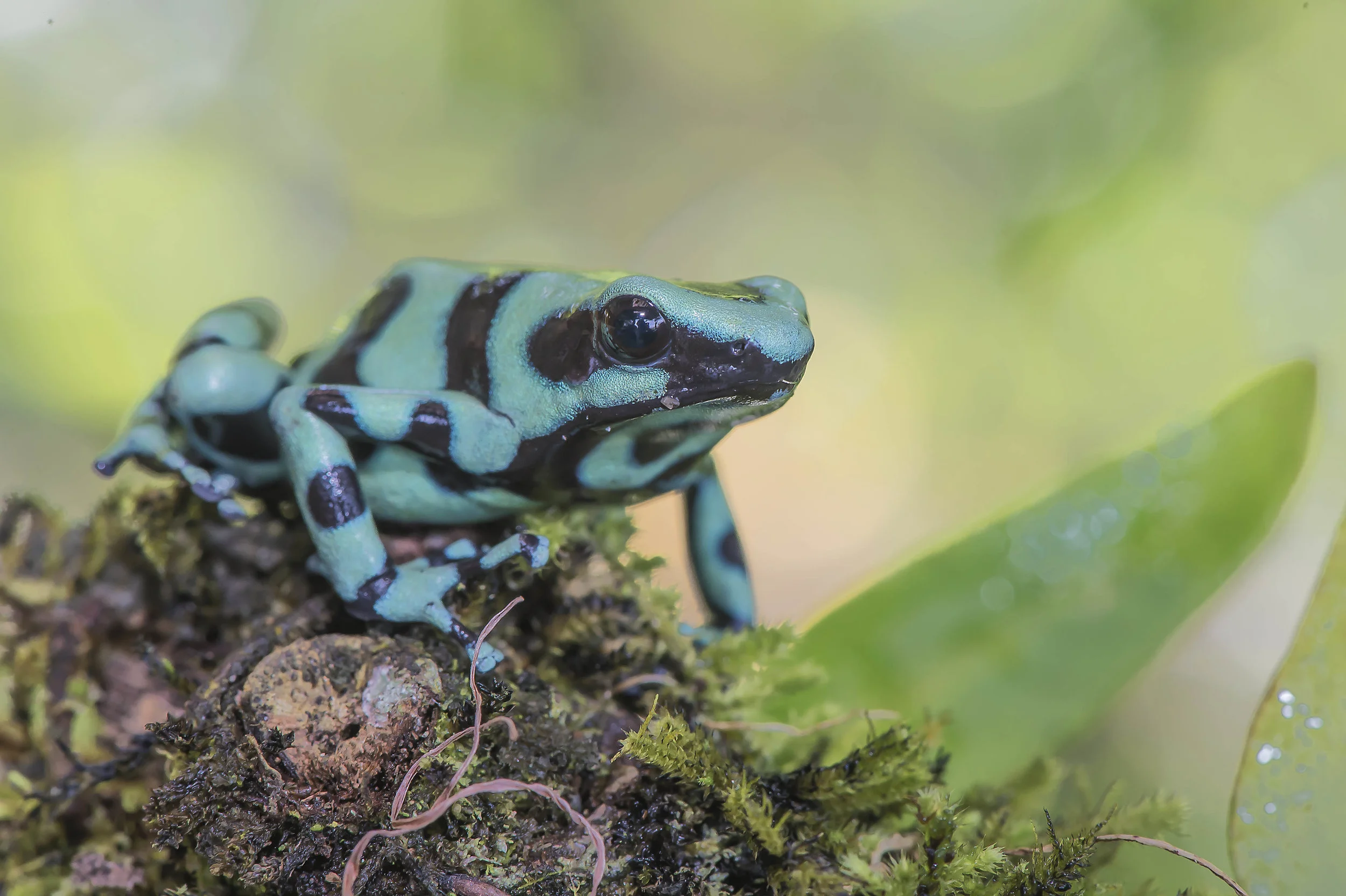 Dendrobates auratus ó Rana venenosa verdinegra