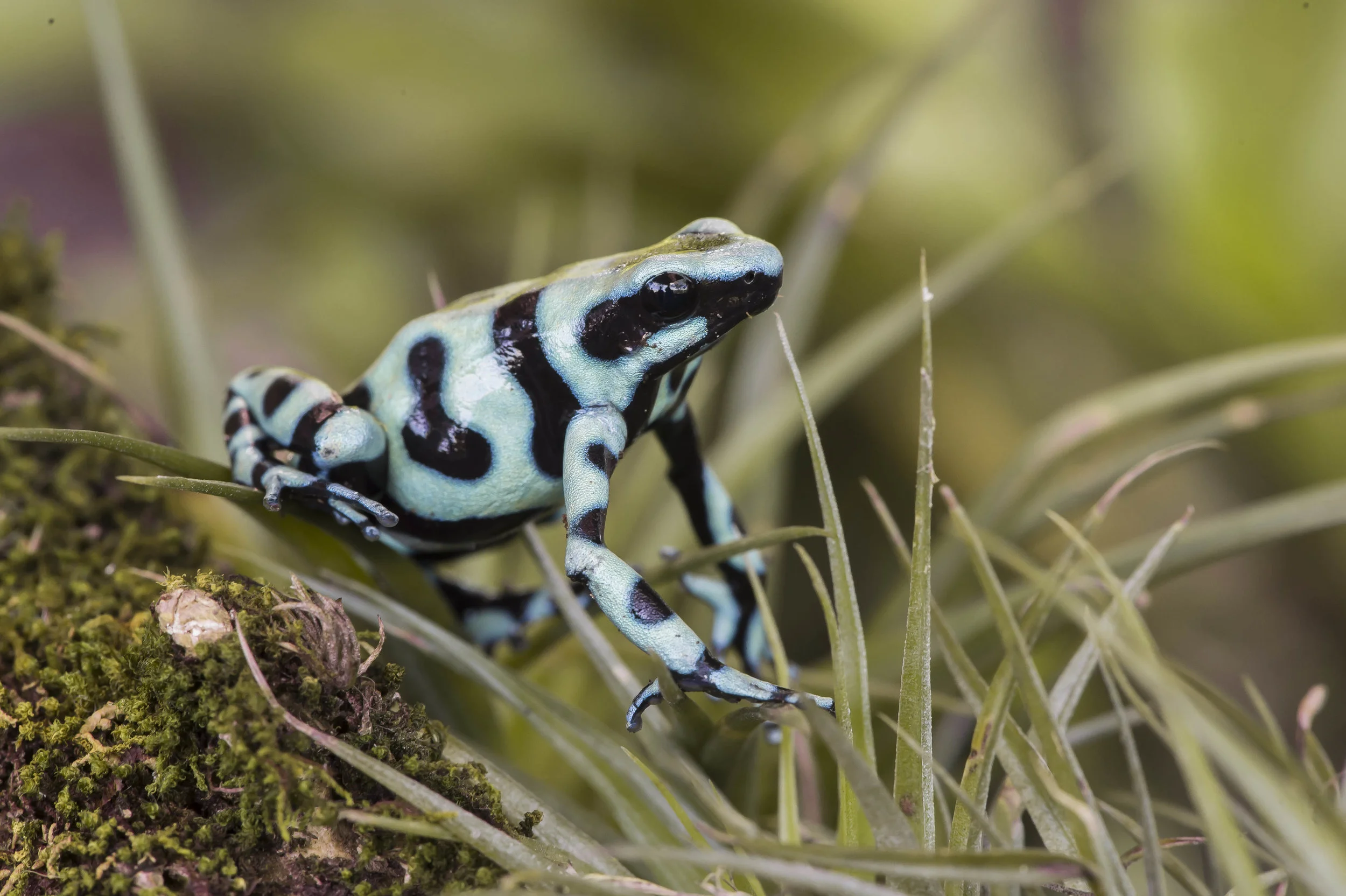 Dendrobates auratus ó Rana venenosa verdinegra