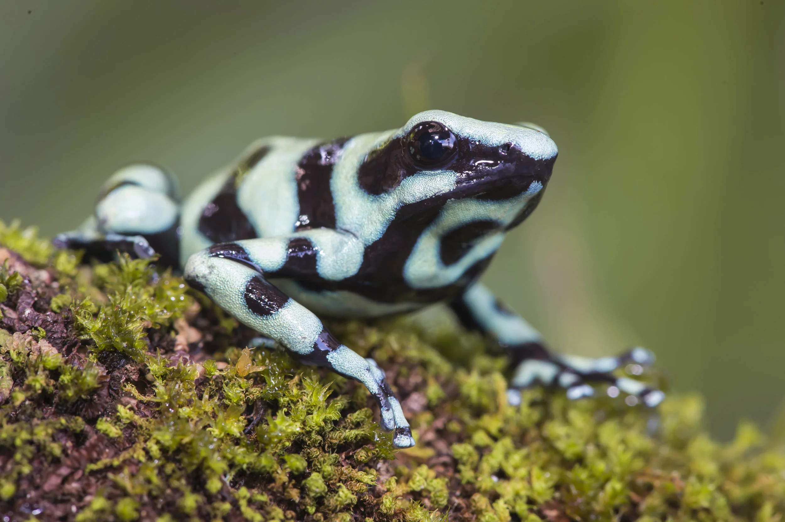 Dendrobates auratus ó Rana venenosa verdinegra