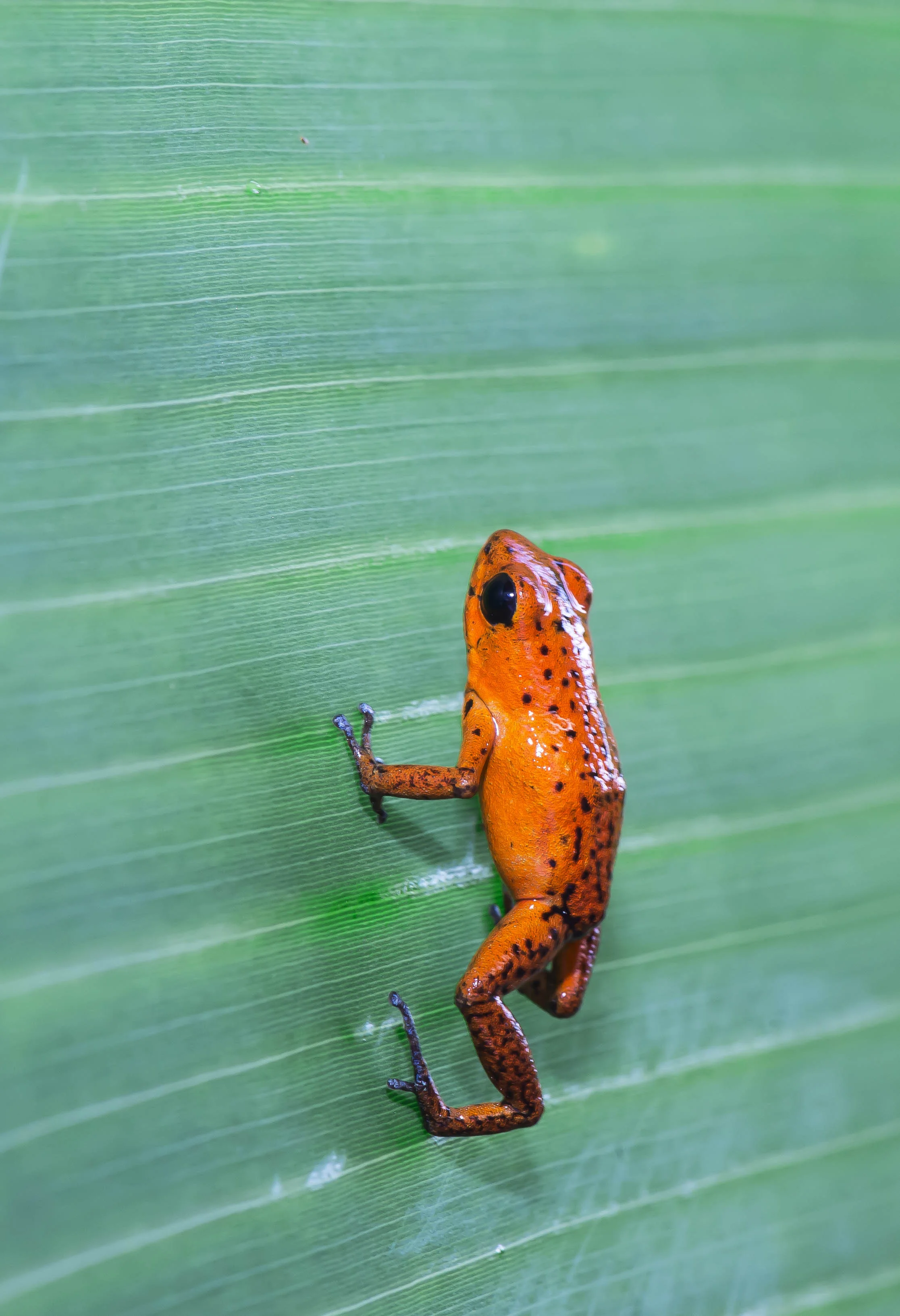 Oophaga (Dendrobates) pumilio ó Rana venenosa roja