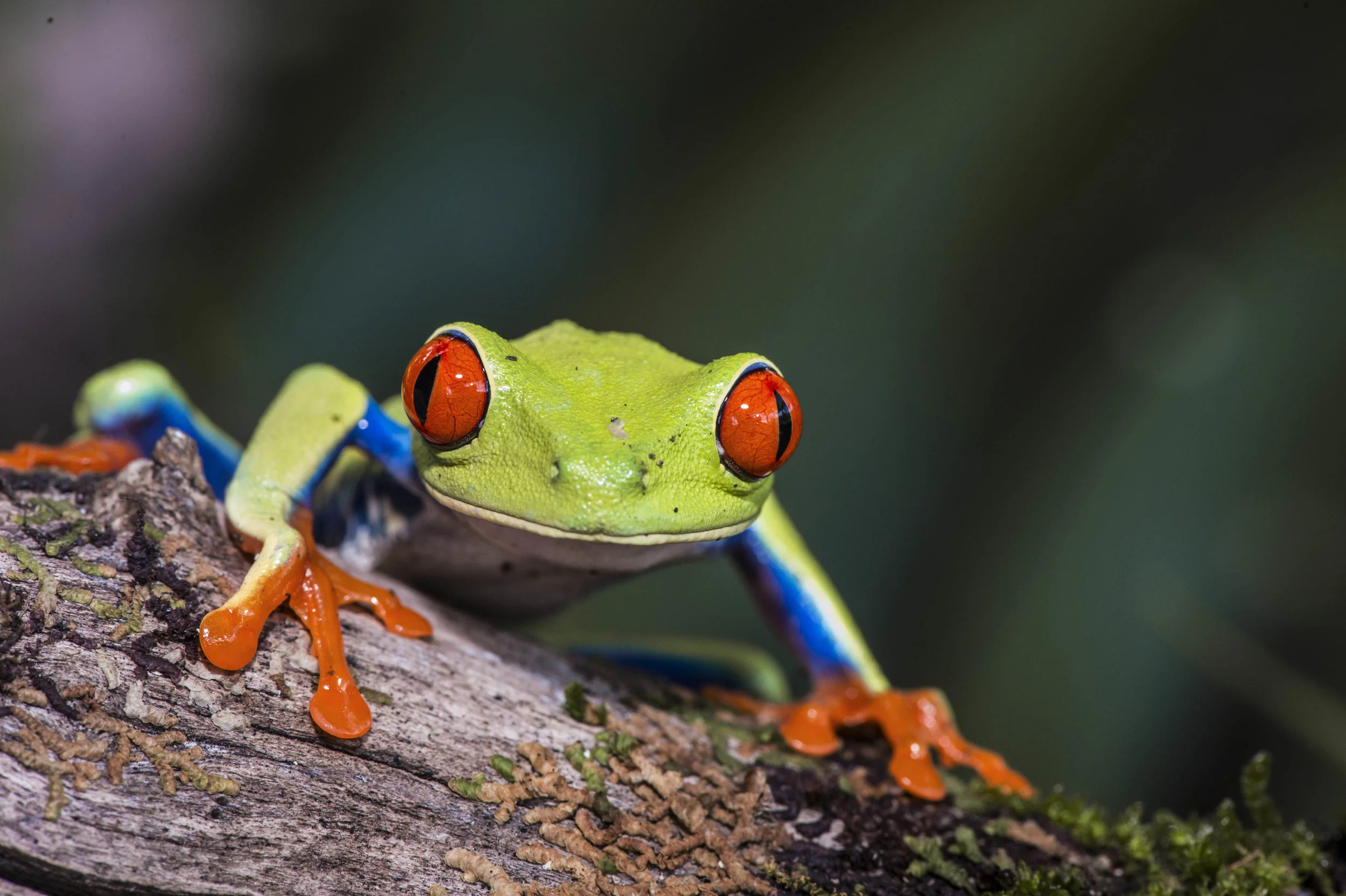 Agalychnis calidry as ó Rana de hoja de ojos rojos