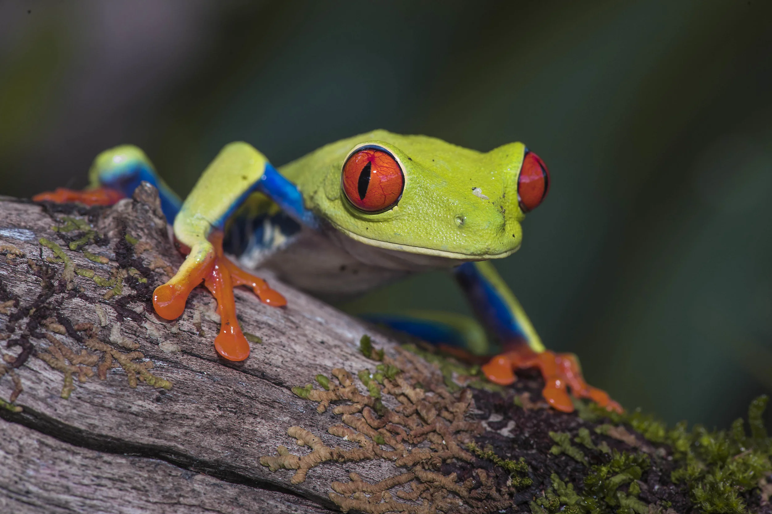 Agalychnis calidry as ó Rana de hoja de ojos rojos