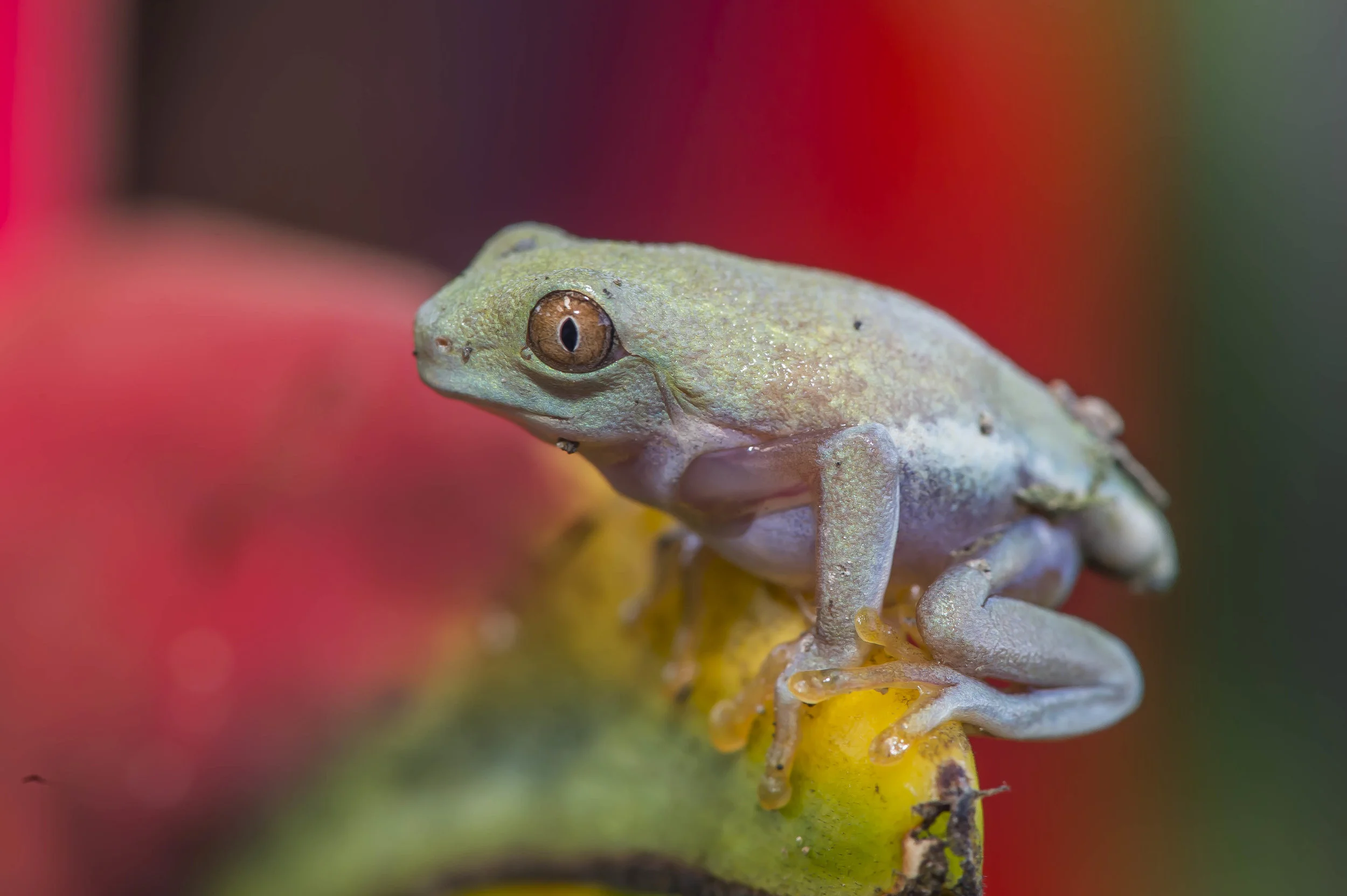 Agalychnis calidry as ó Rana de hoja de ojos rojos, en estado subadulto