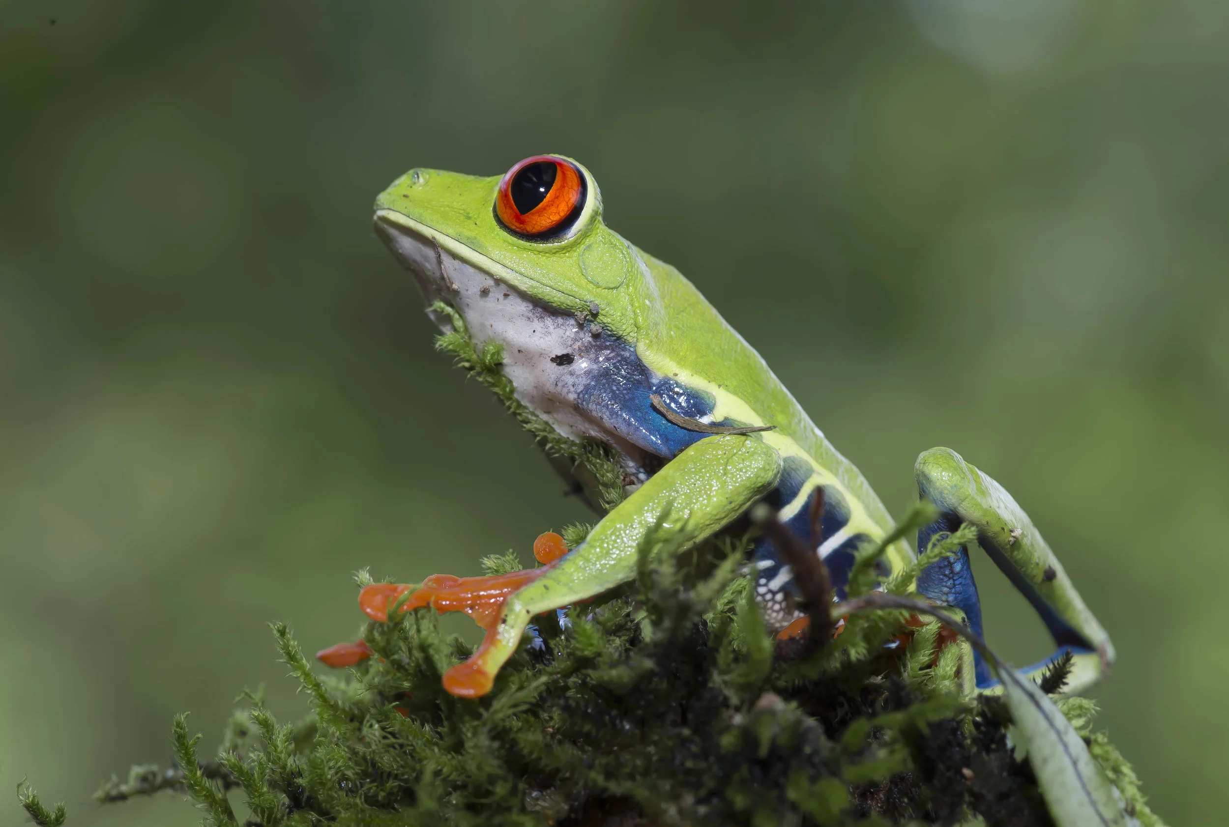 Agalychnis calidry as ó Rana de hoja de ojos rojos