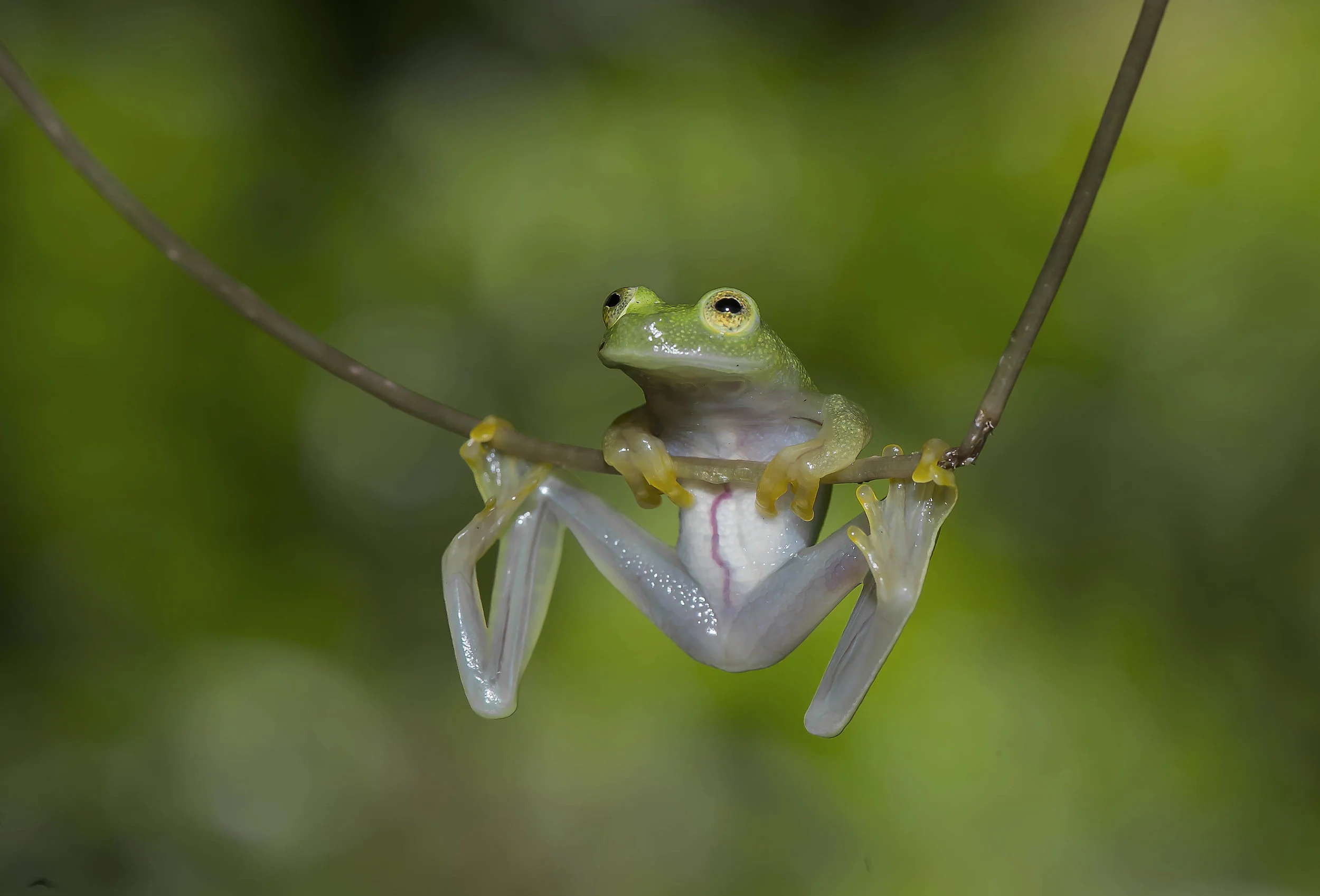 Hyalinobatrachium talamancae ó Rana de vidrio de Talamanca