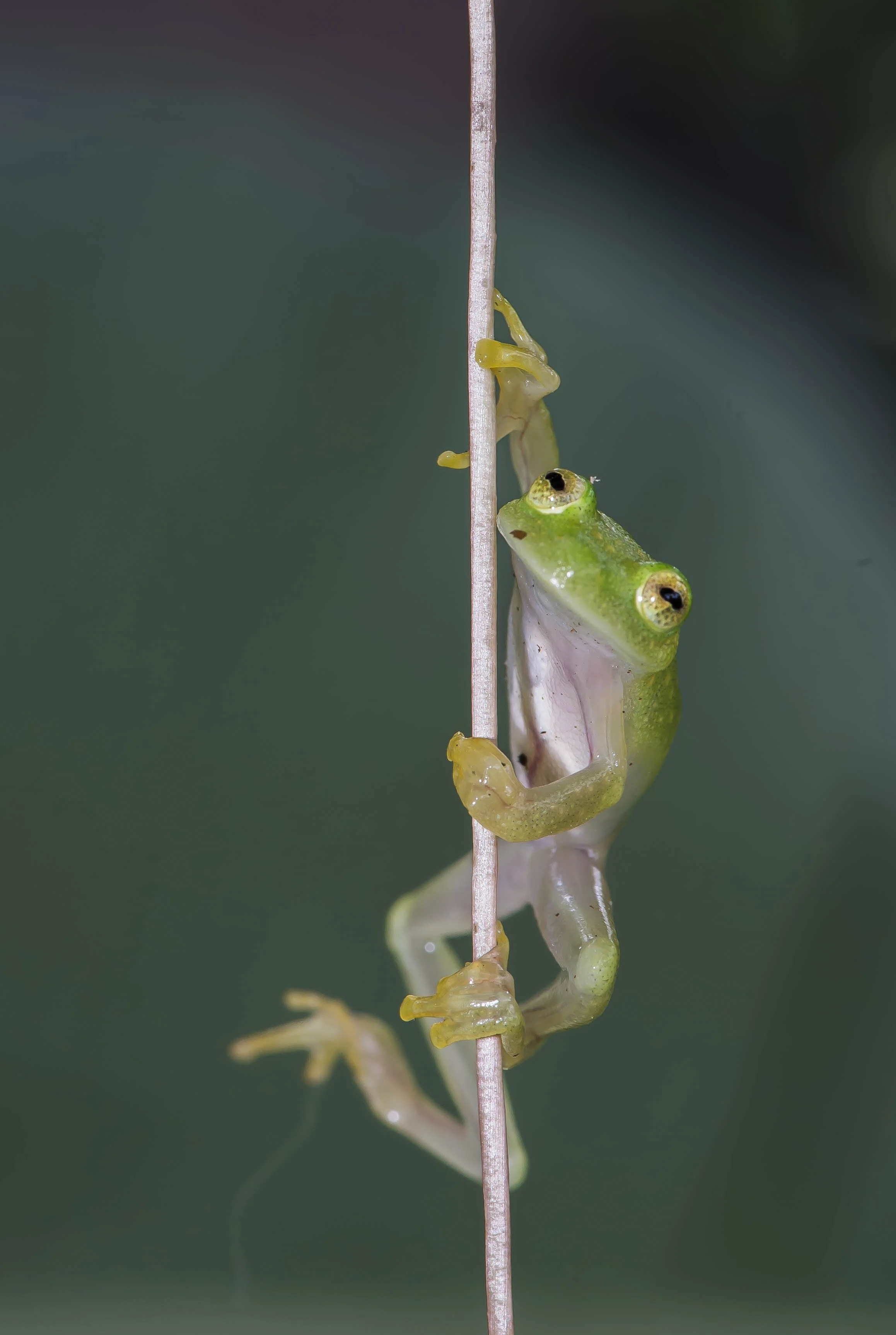 Hyalinobatrachium talamancae ó Rana de vidrio de Talamanca