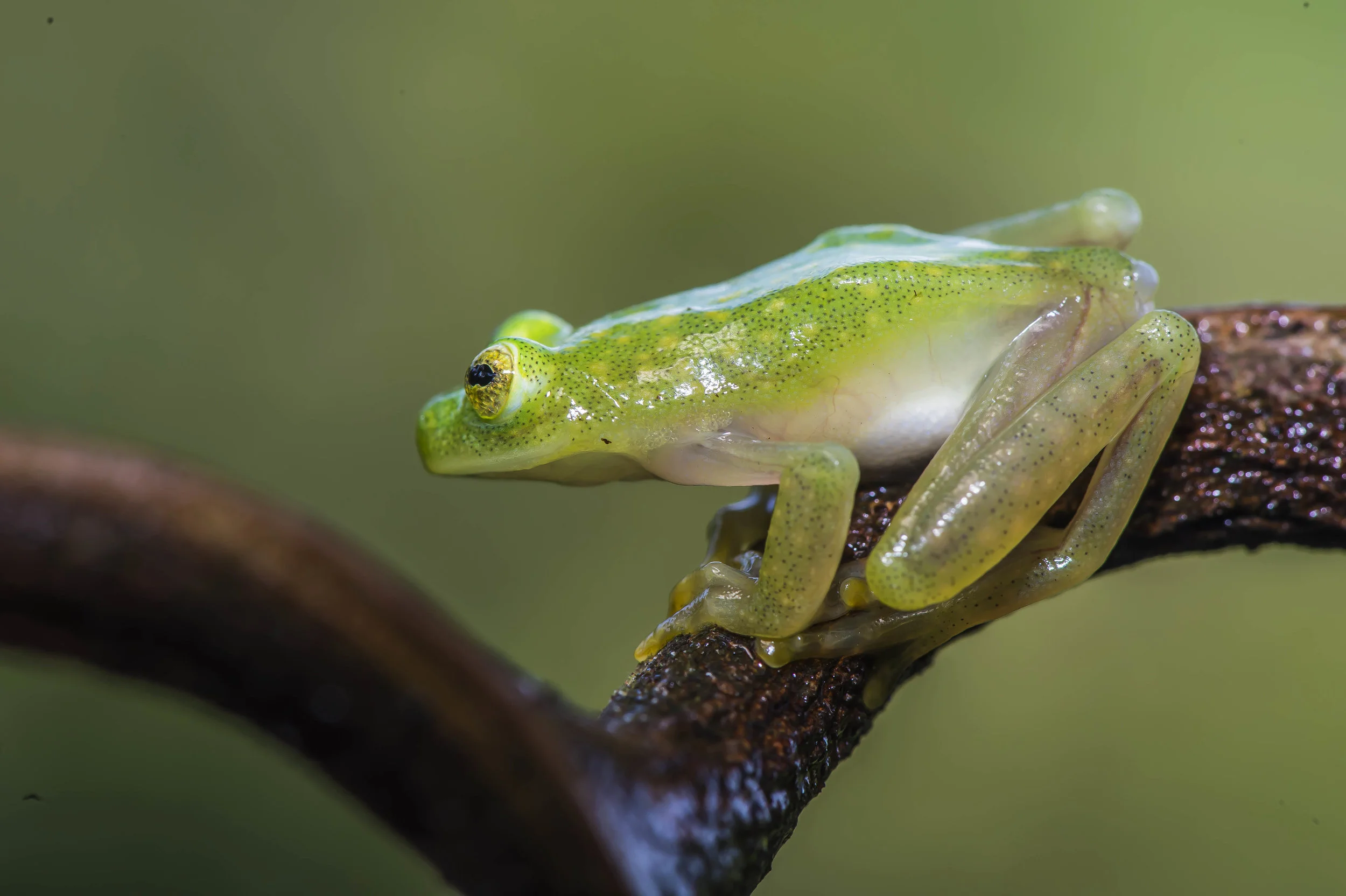 Hyalinobatrachium talamancae ó Rana de vidrio de Talamanca