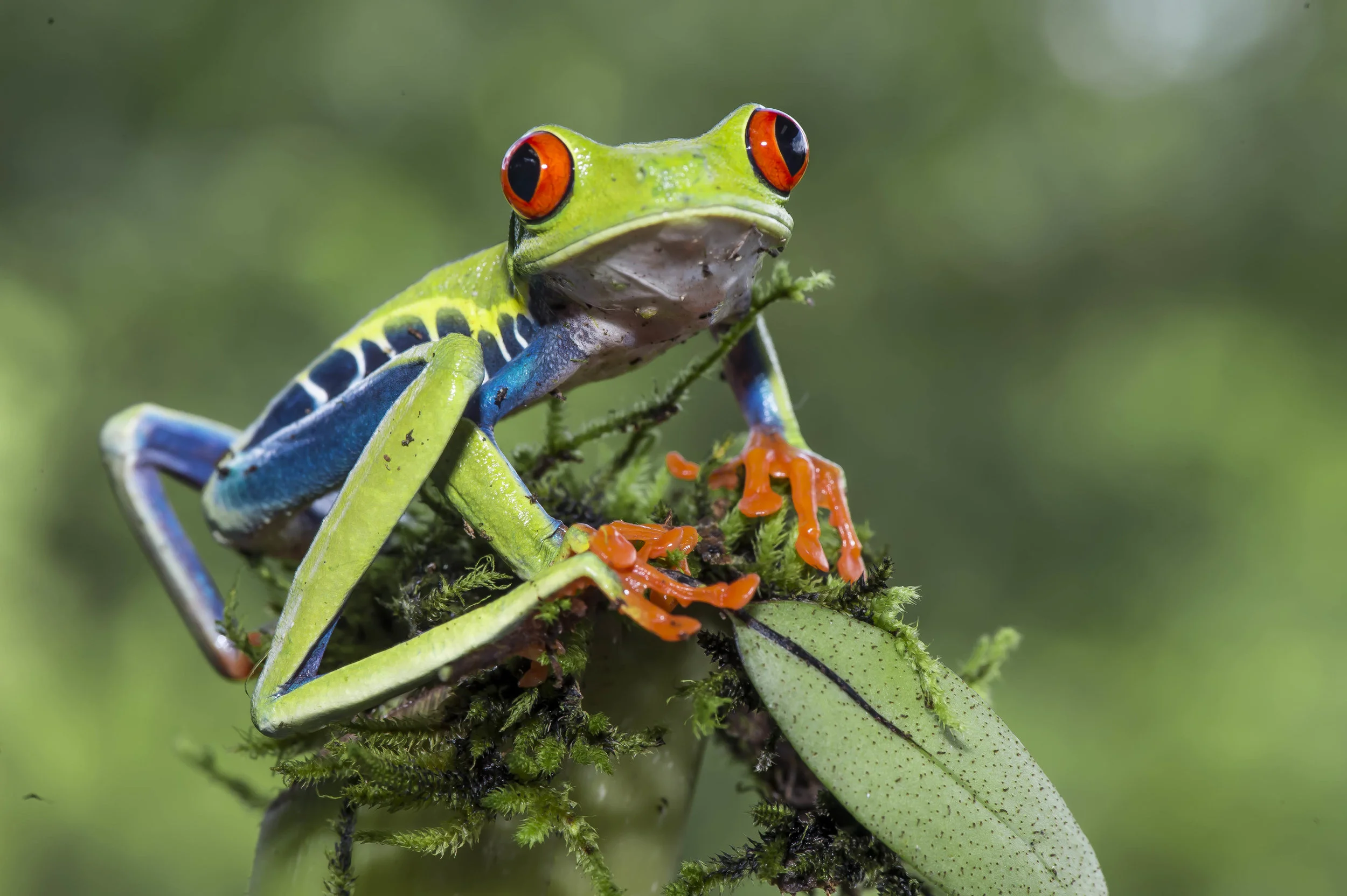 Agalychnis calidry as ó Rana de hoja de ojos rojos