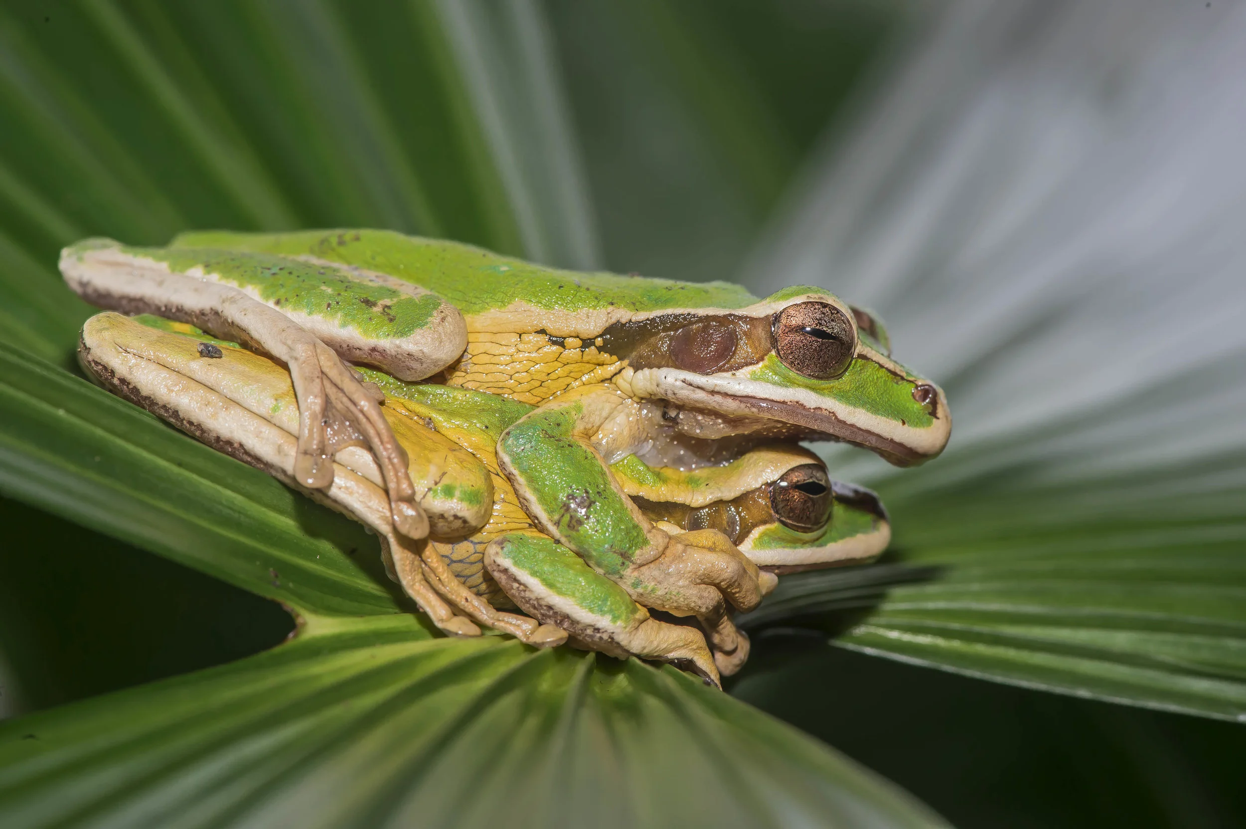 Smilisca phaeota ó Rana arboricola enmascarada