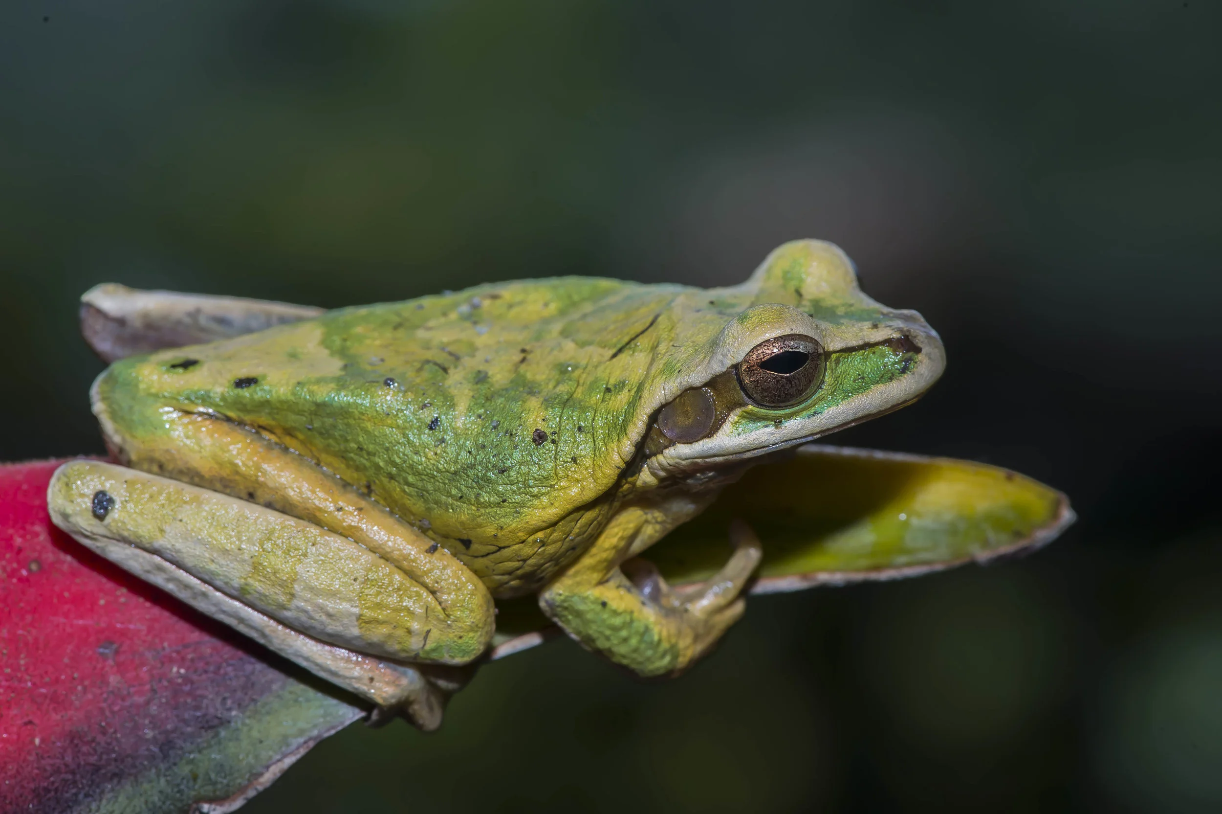 Smilisca phaeota ó Rana arboricola enmascarada