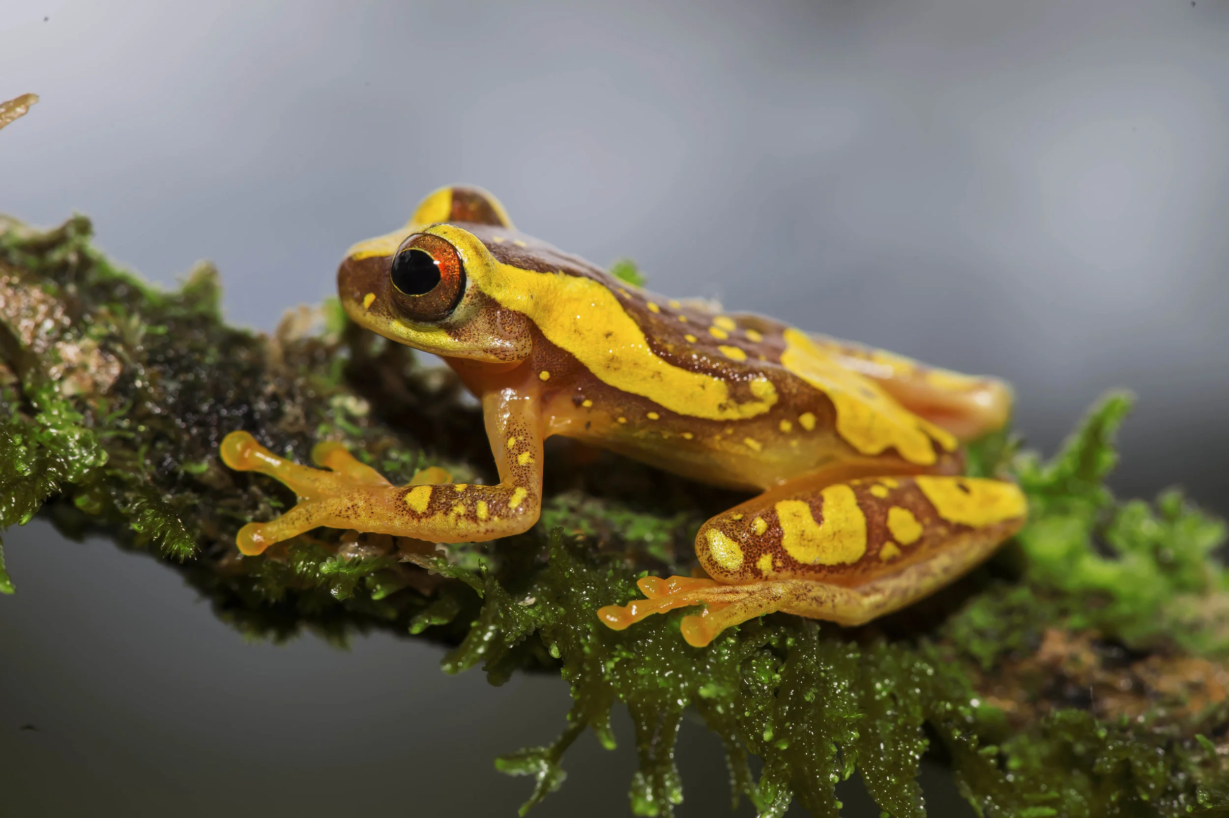 Dendropsophus (Hyla) ebraccatus ó Rana arboricola manchada
