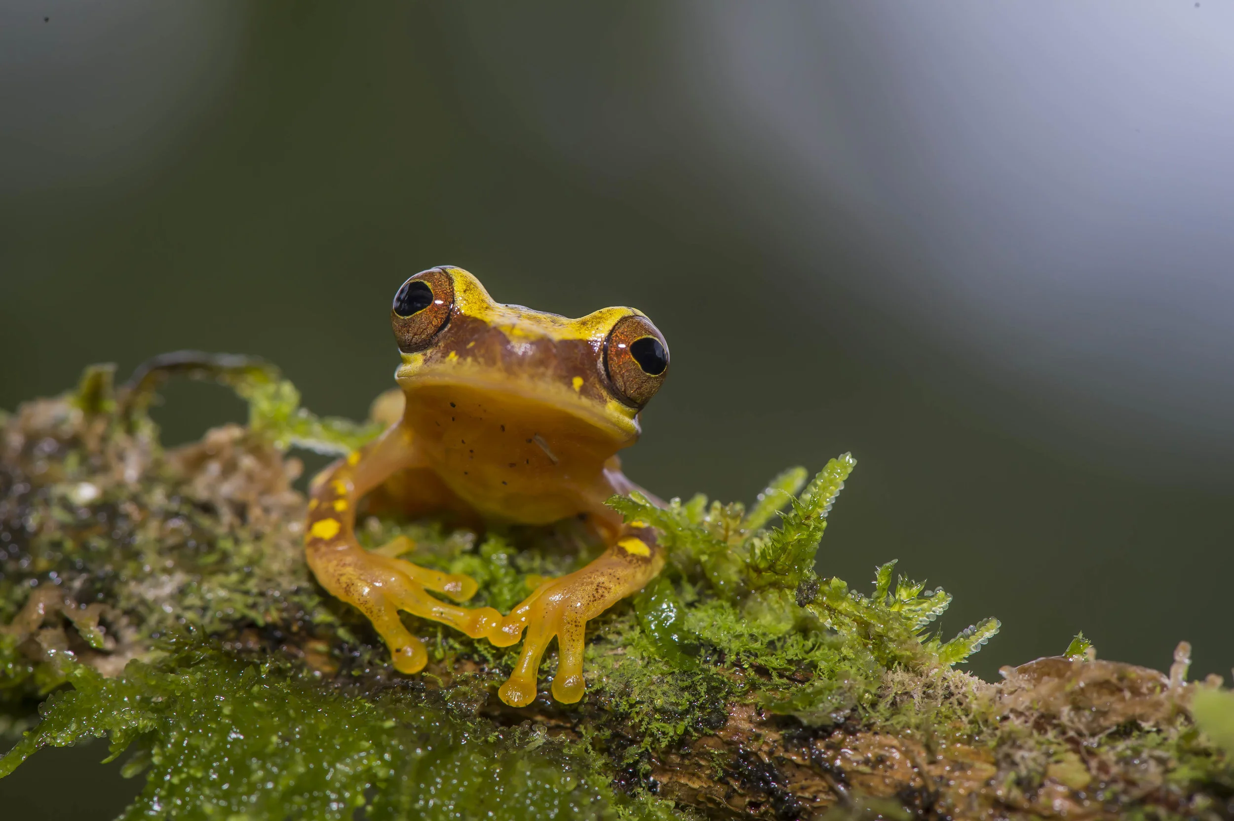 Dendropsophus (Hyla) ebraccatus ó Rana arboricola manchada