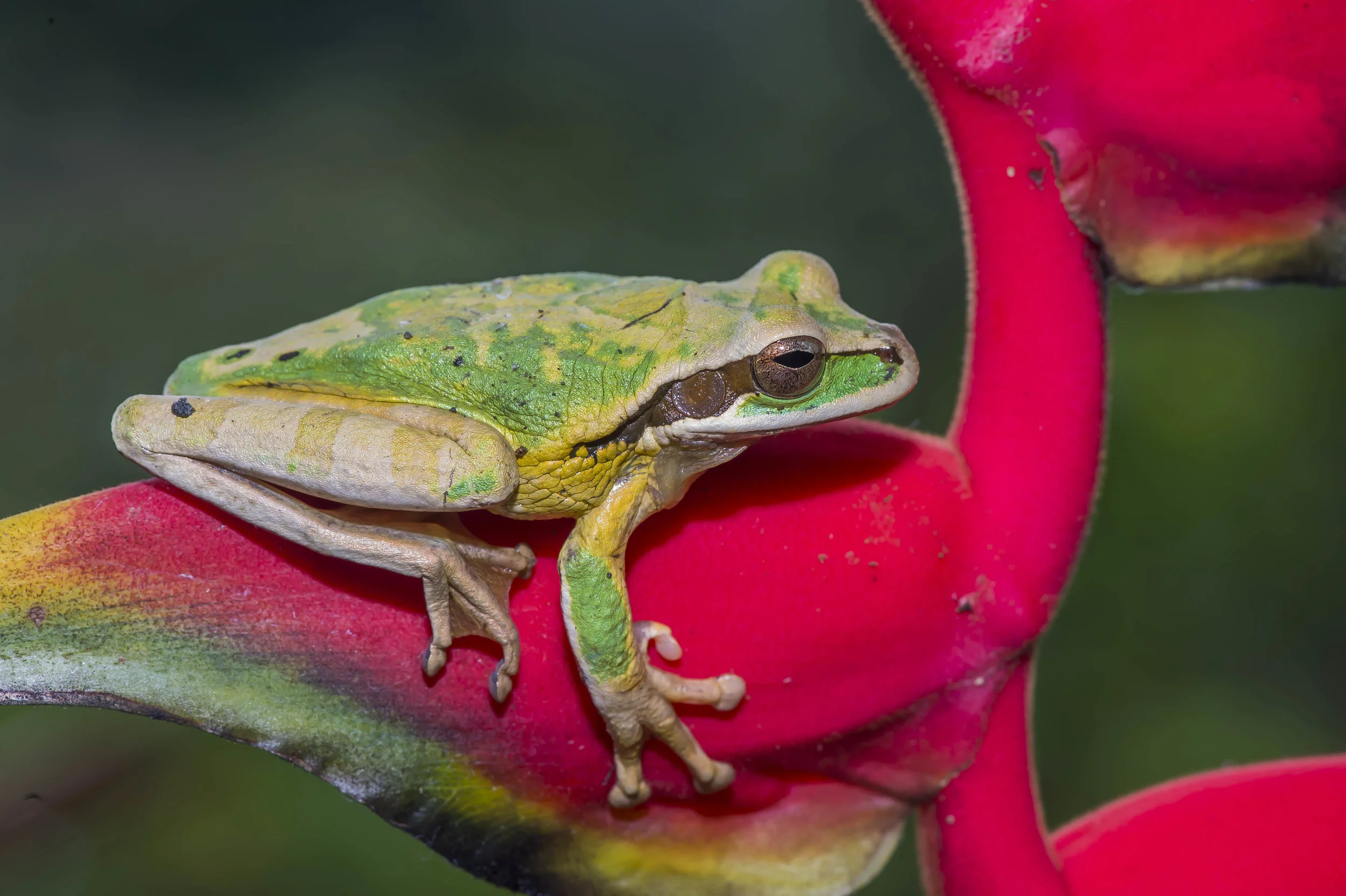 Smilisca phaeota ó Rana arboricola enmascarada