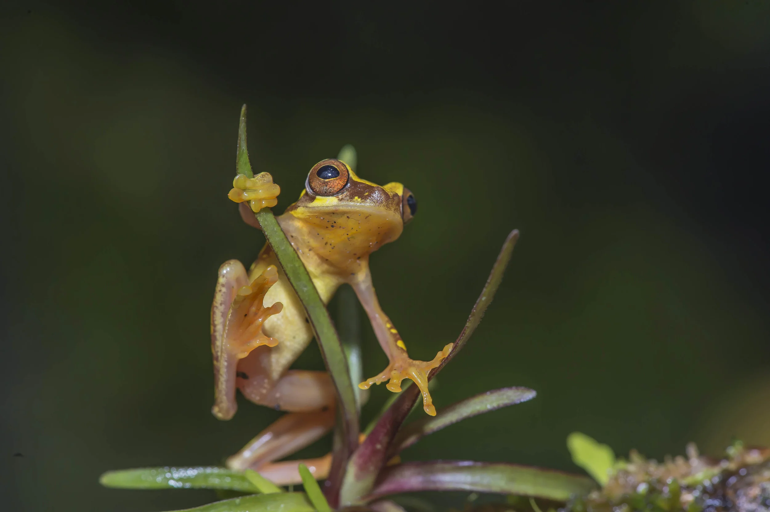 Dendropsophus (Hyla) ebraccatus ó Rana arboricola manchada