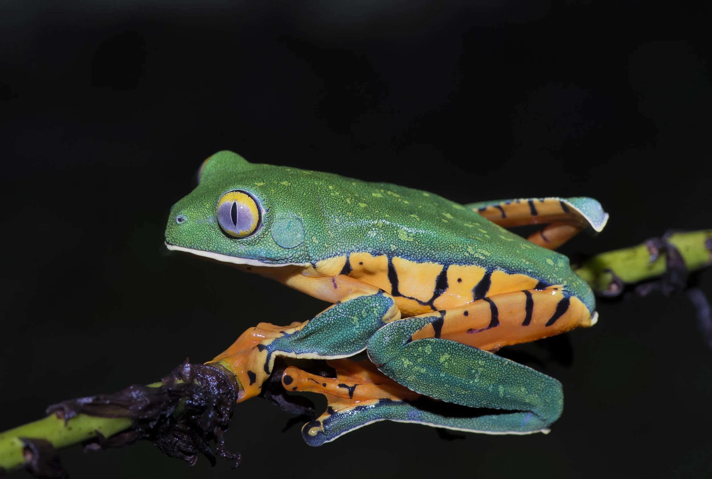 Cruziohyla (Agalychnis) calcarifer ó Rana de hoja rayada