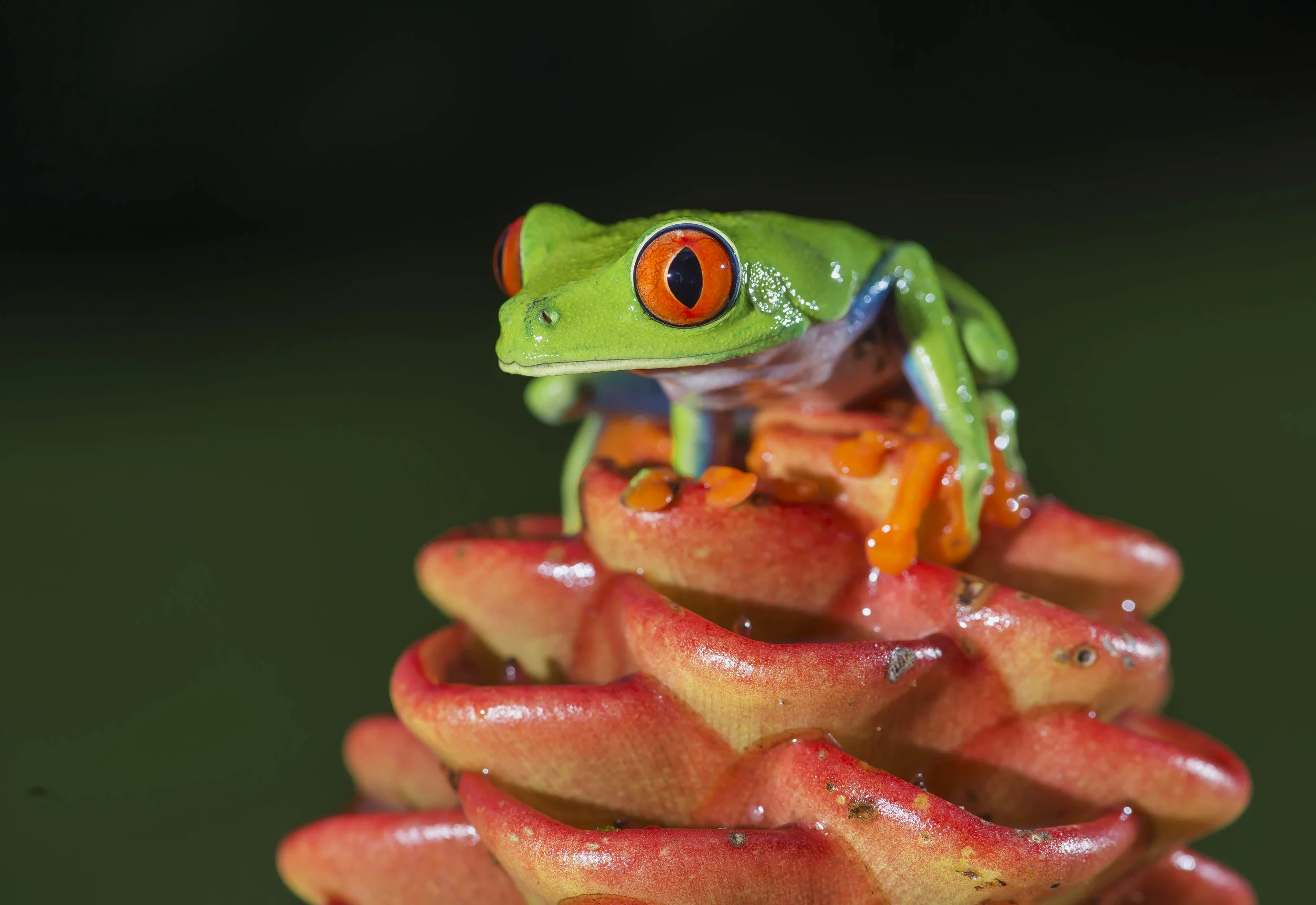 Agalychnis calidryas ó Rana de hoja de ojos rojos