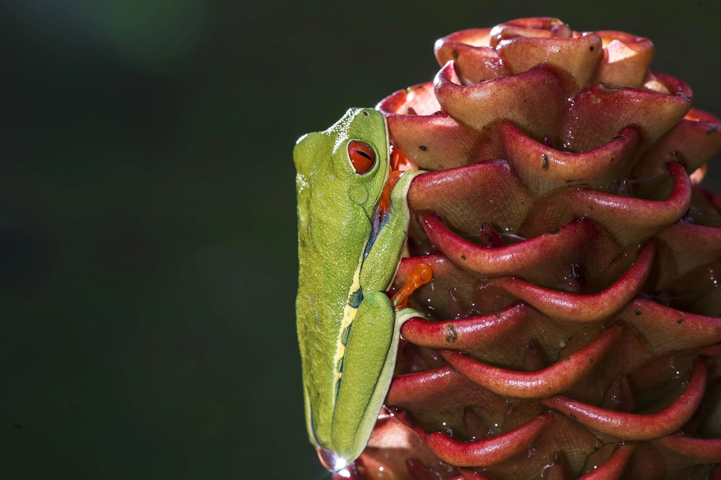 Agalychnis calidry as ó Rana de hoja de ojos rojos