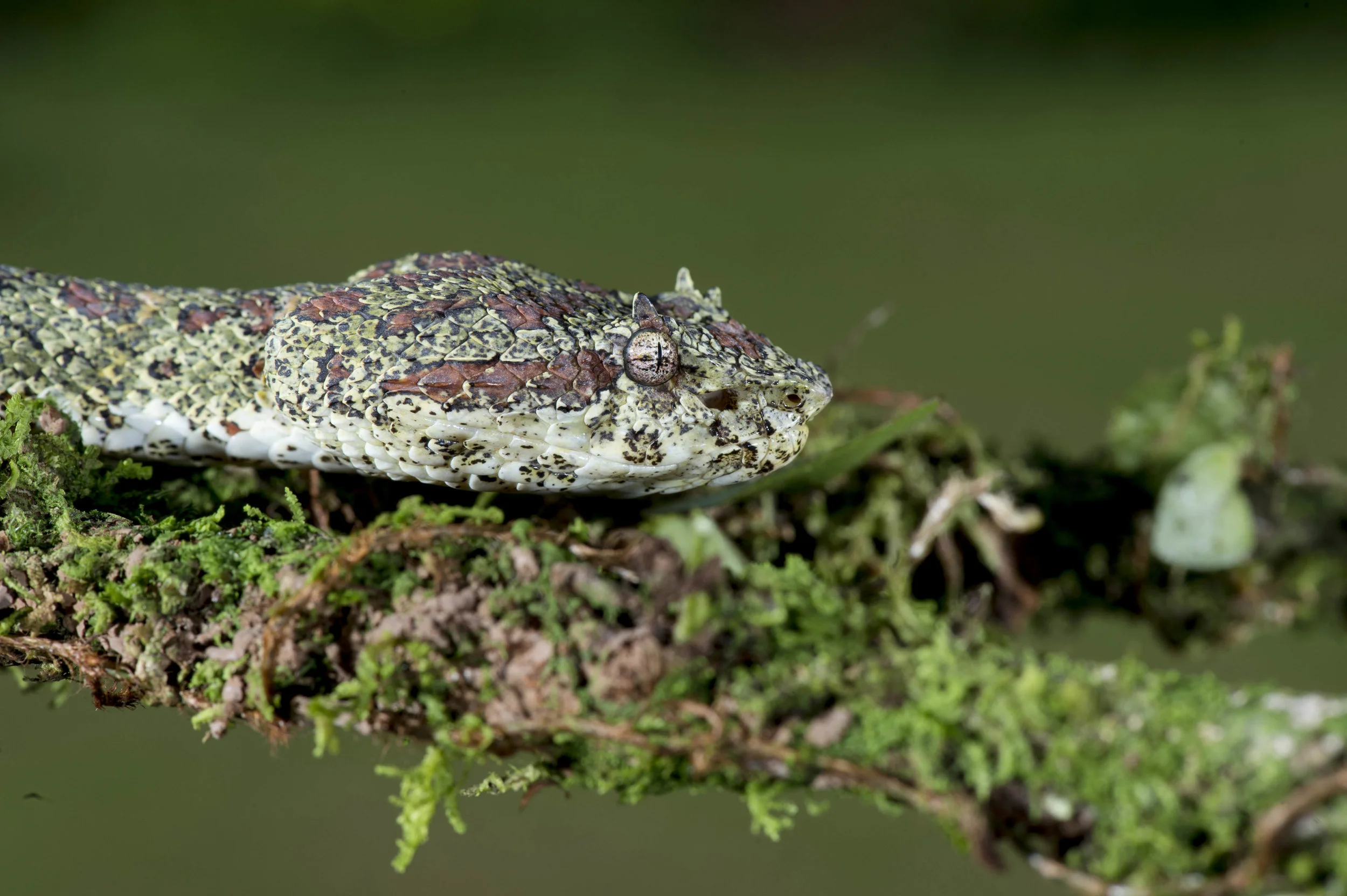 DSC_6940.jpg