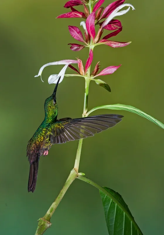 colibrí