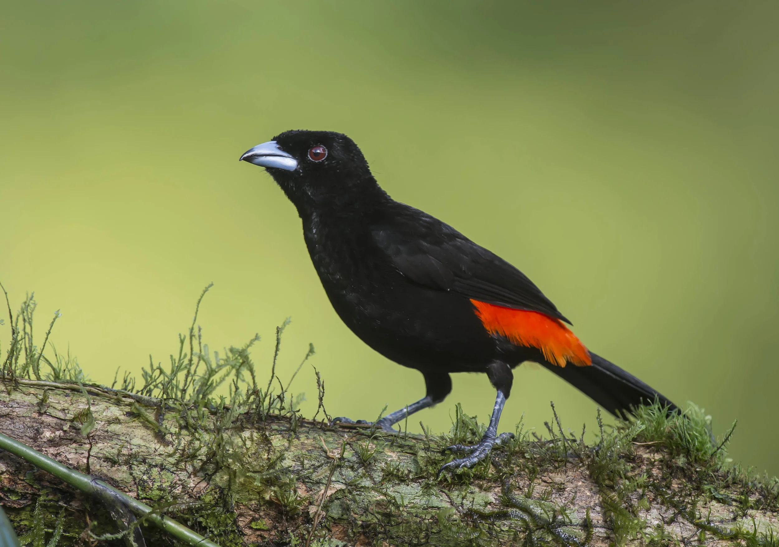 Tangara lomiescarlata, Sargento (macho) (Ramphocelus passerinii)