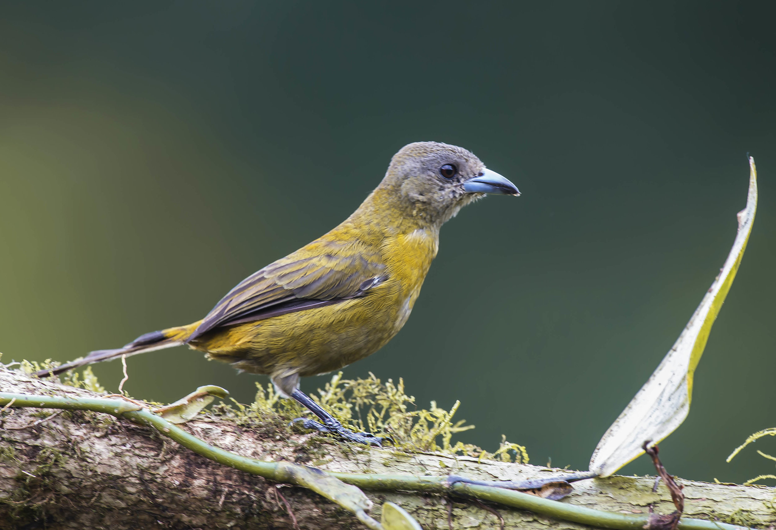 Tangara lomiescarlata, Sargento (hembra). (Ramphocelus passerinii)