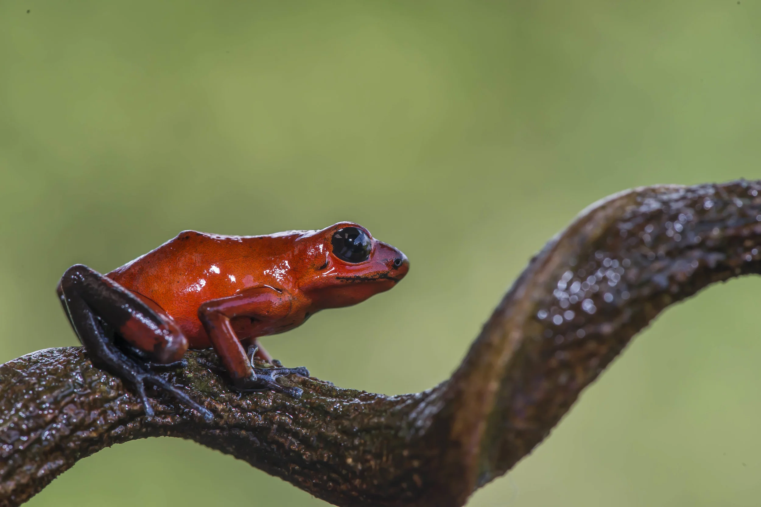 Oophaga (Dendrobates) pumilio ó Rana venenosa roja