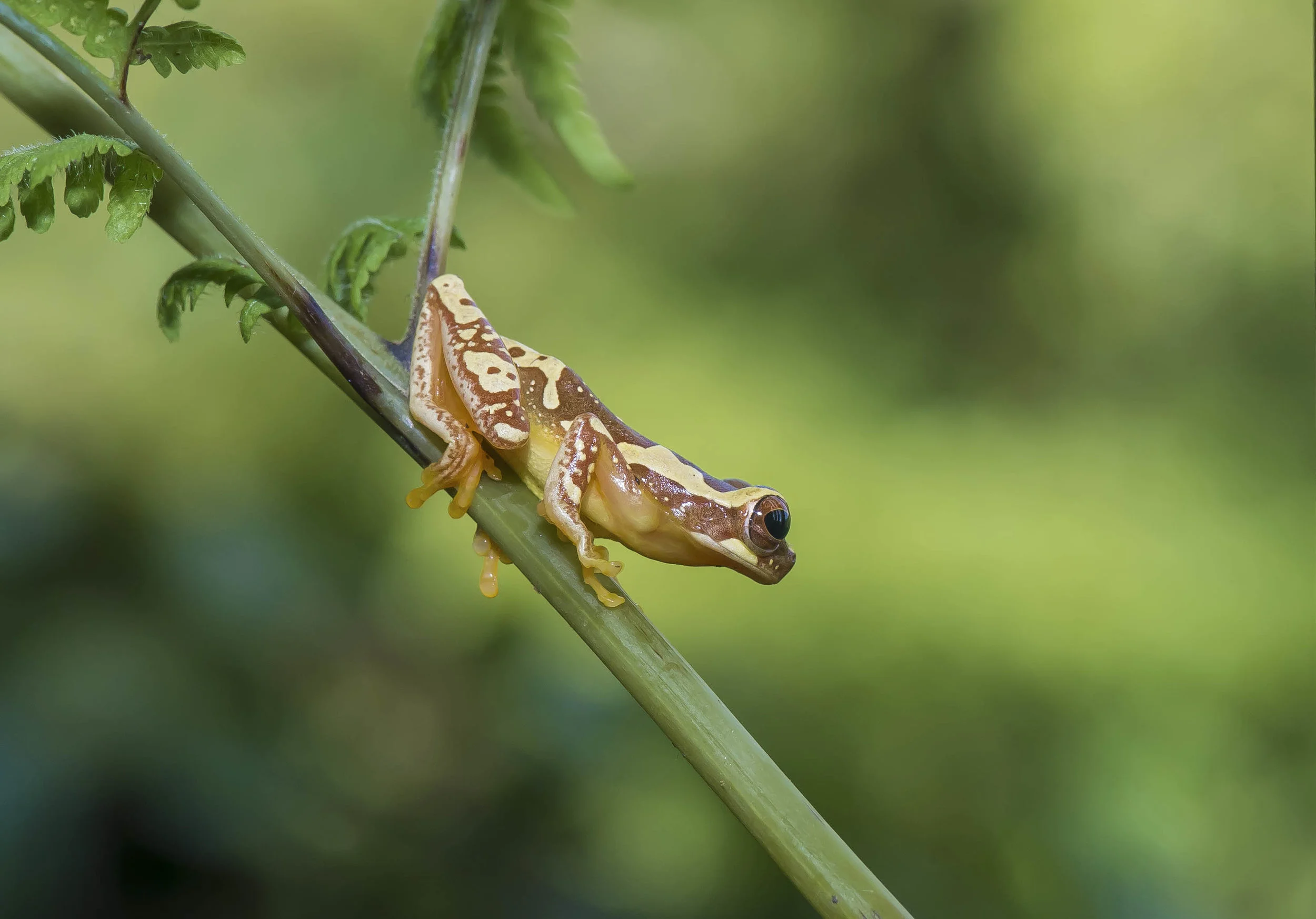 Dendropsophus (Hyla) ebraccatus ó Rana arboricola manchada