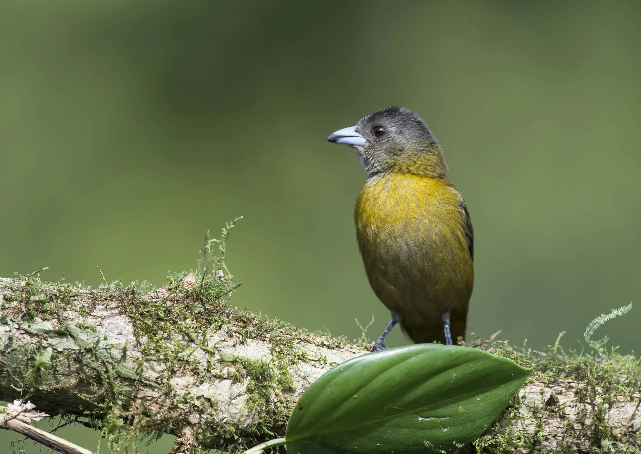 Tangara lomiescarlata, Sargento (hembra). (Ramphocelus passerinii)