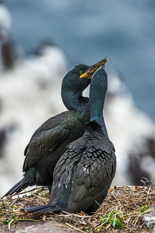 Los cormoranes, también son habitantes habituales en estas Islas, en este caso una pareja entregada a sus juegos nupciales